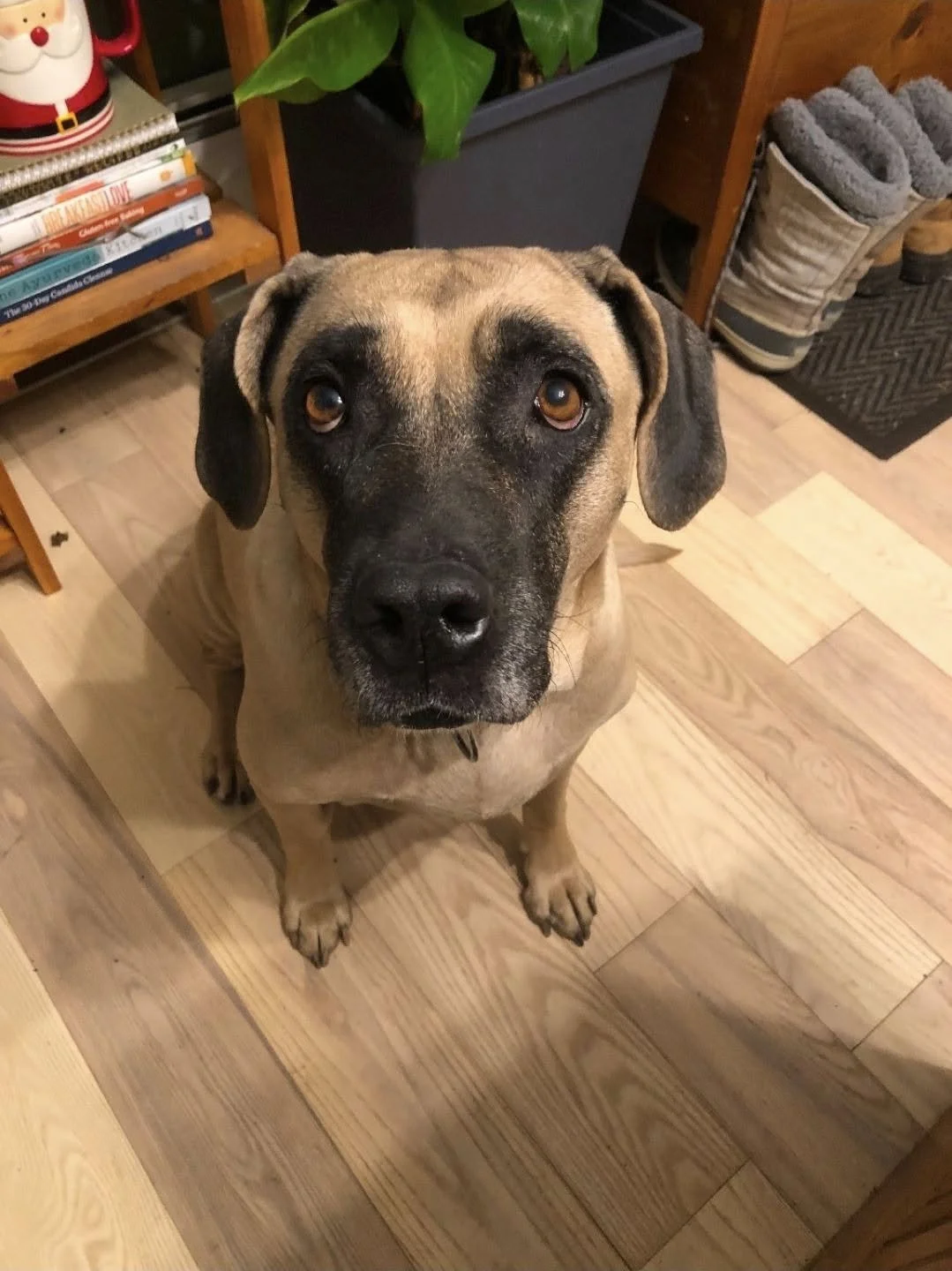 nala.jpg