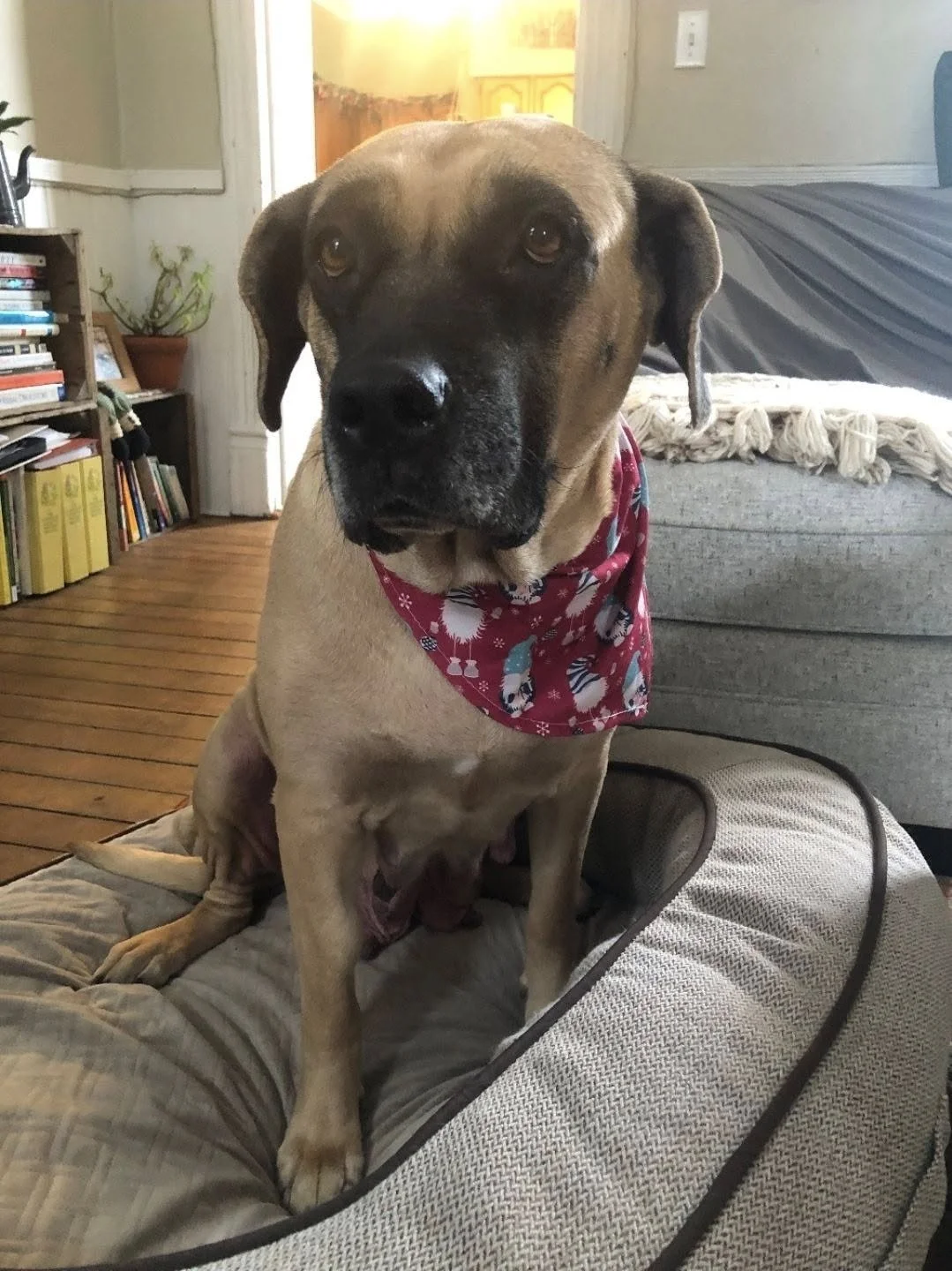 nala2.jpg
