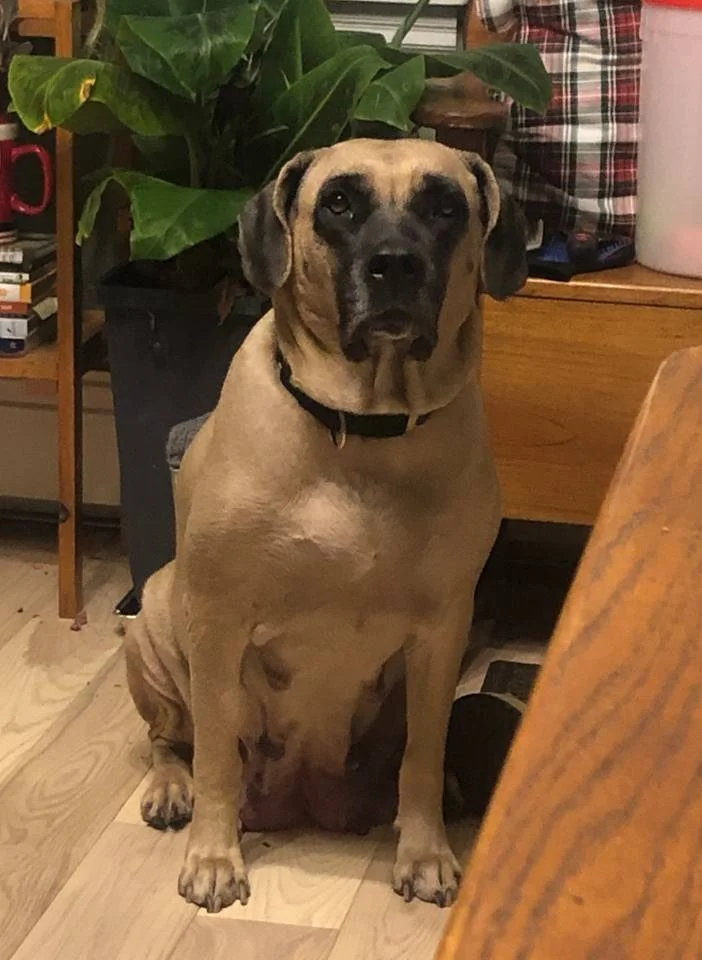 nala3.jpg