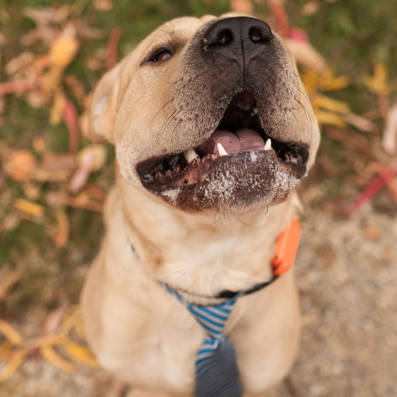 🎉🐾 Our 2026 Dog Rescue Society Calendar is HERE!

This year&rsquo;s calendar features powerful rescue stories - and one of them belongs to Max 💛

For the first two years of his life, Max was left tied to the side of a house, without the care or lo