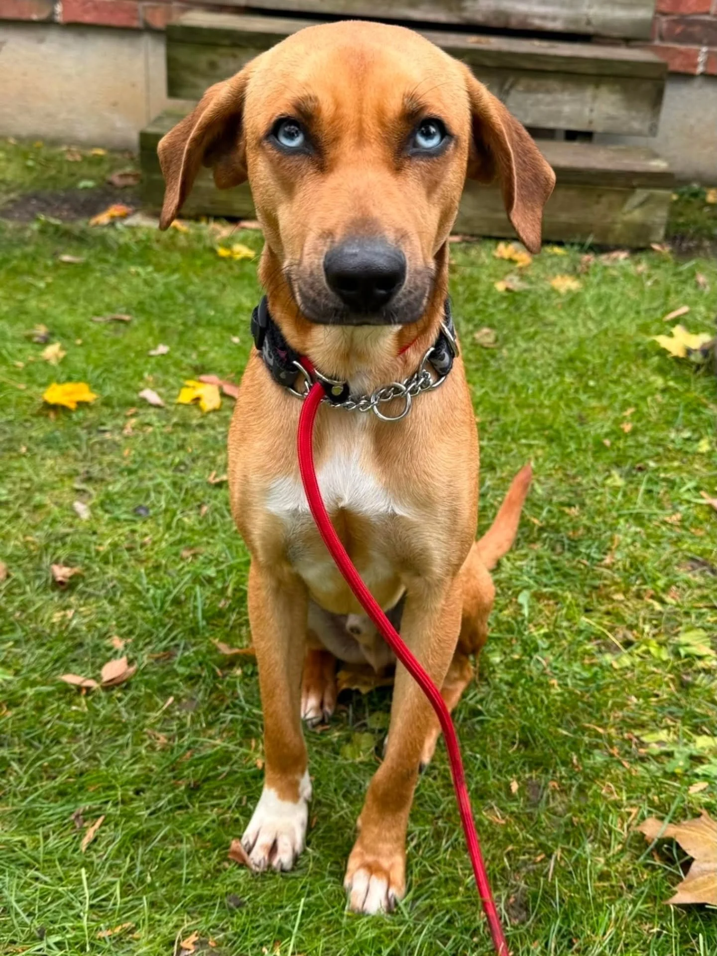‼️OAKLEY - IMMEDIATE AND URGENT FOSTER NEEDED FOR A YOUNG FEARFUL DOG. ‼️

⚠️We are looking for an adult only home with another friendly well balanced dog in the house that Oakley can learn from . He is fearful and we need to build his confidence and