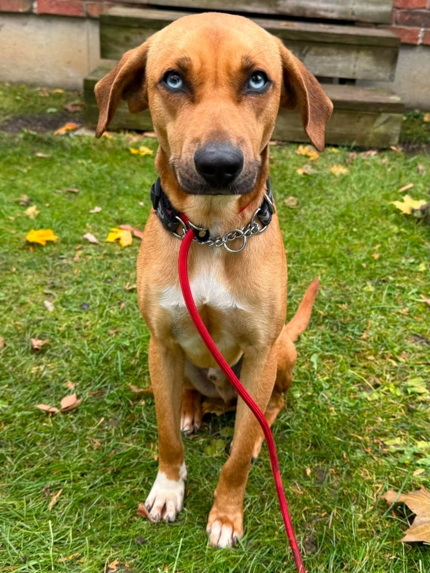 ‼️OAKLEY - IMMEDIATE AND URGENT FOSTER NEEDED FOR A YOUNG FEARFUL DOG. ‼️

⚠️We are looking for an adult only home with another friendly well balanced dog in the house that Oakley can learn from . He is fearful and we need to build his confidence and