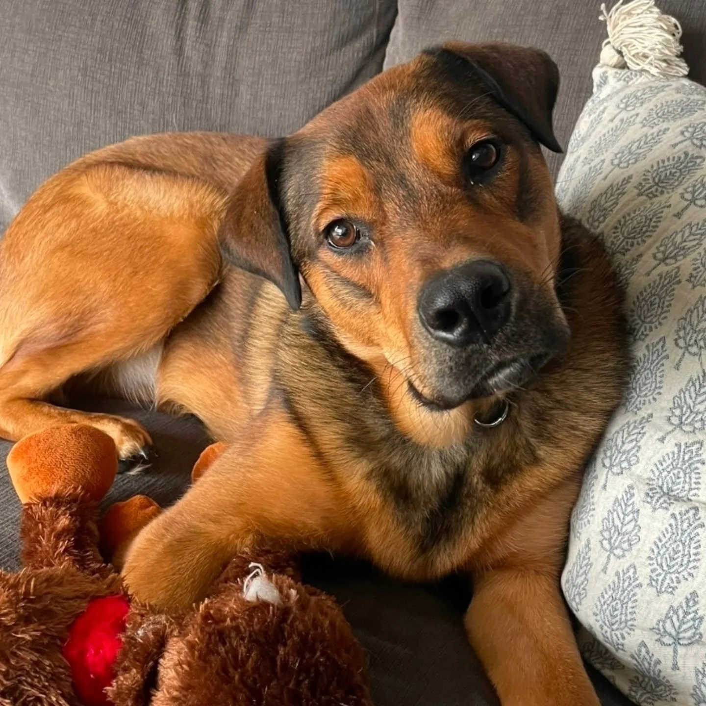 PALMER - AVAILABLE FOR ADOPTION 

Meet Palmer, the sweetest 1-year-old, 70 lb gentle giant looking for a calm, loving home! Palmer is the definition of a soft boy -  loyal, sensitive, and happiest when he&rsquo;s curled up next to his person. He love