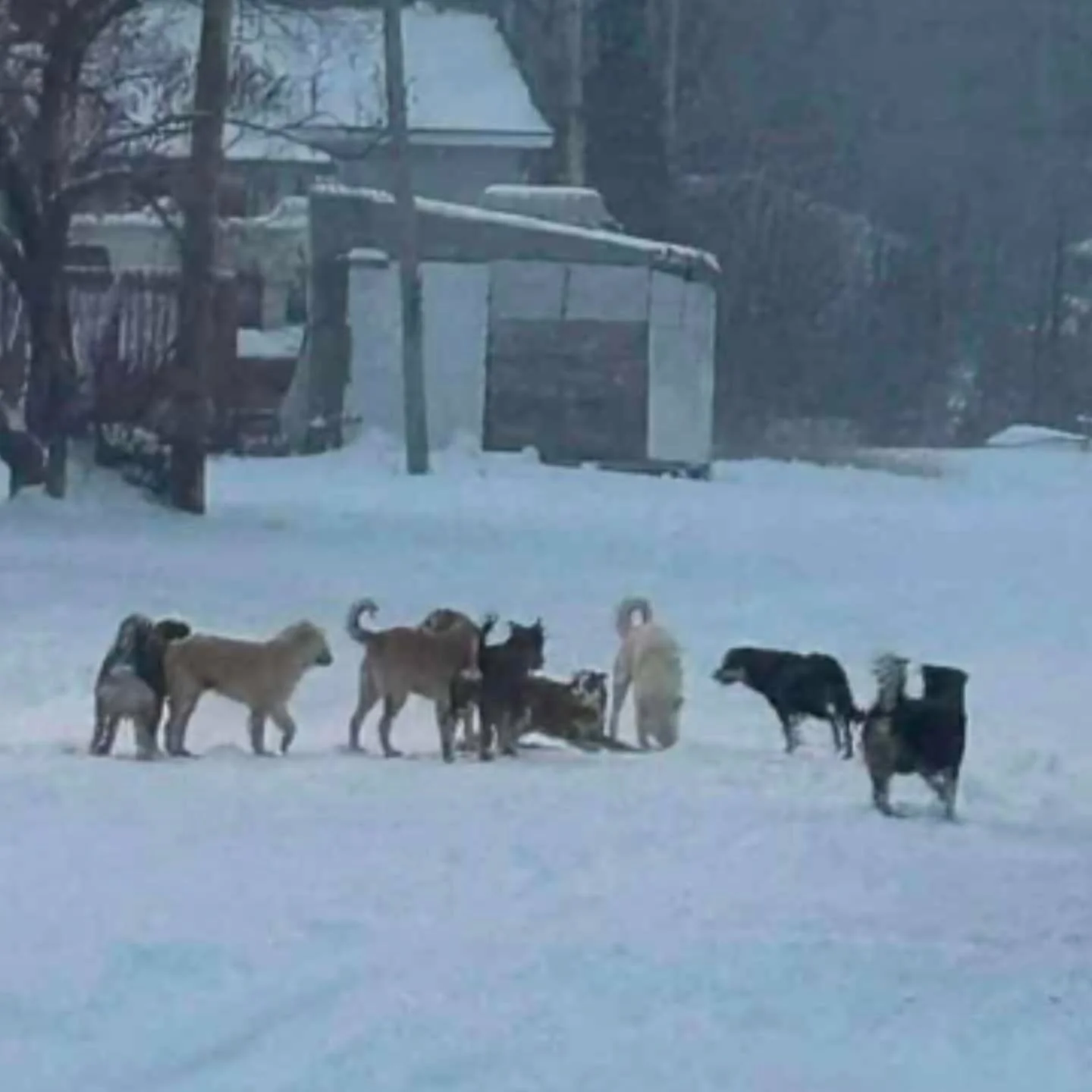 ‼️‼️ URGENT PAID TRANSPORT NEEDED TOMORROW MONDAY DEC 22 ‼️‼️

We are urgently seeking a driver to help transport a pregnant reserve dog from Northern Quebec. She has been living outdoors for months and we have FINALLY  trapped her. We are desperate 