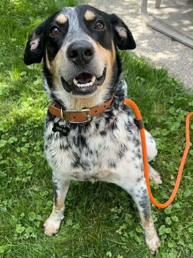 DIESEL &ndash; AVAILABLE FOR ADOPTION

Diesel is a 7-year-old Heeler mix, weighing about 63 lbs, and he&rsquo;s ready to bring endless love, laughter, and loyalty to his forever family. From the moment you meet him, Diesel&rsquo;s sweet nature shines