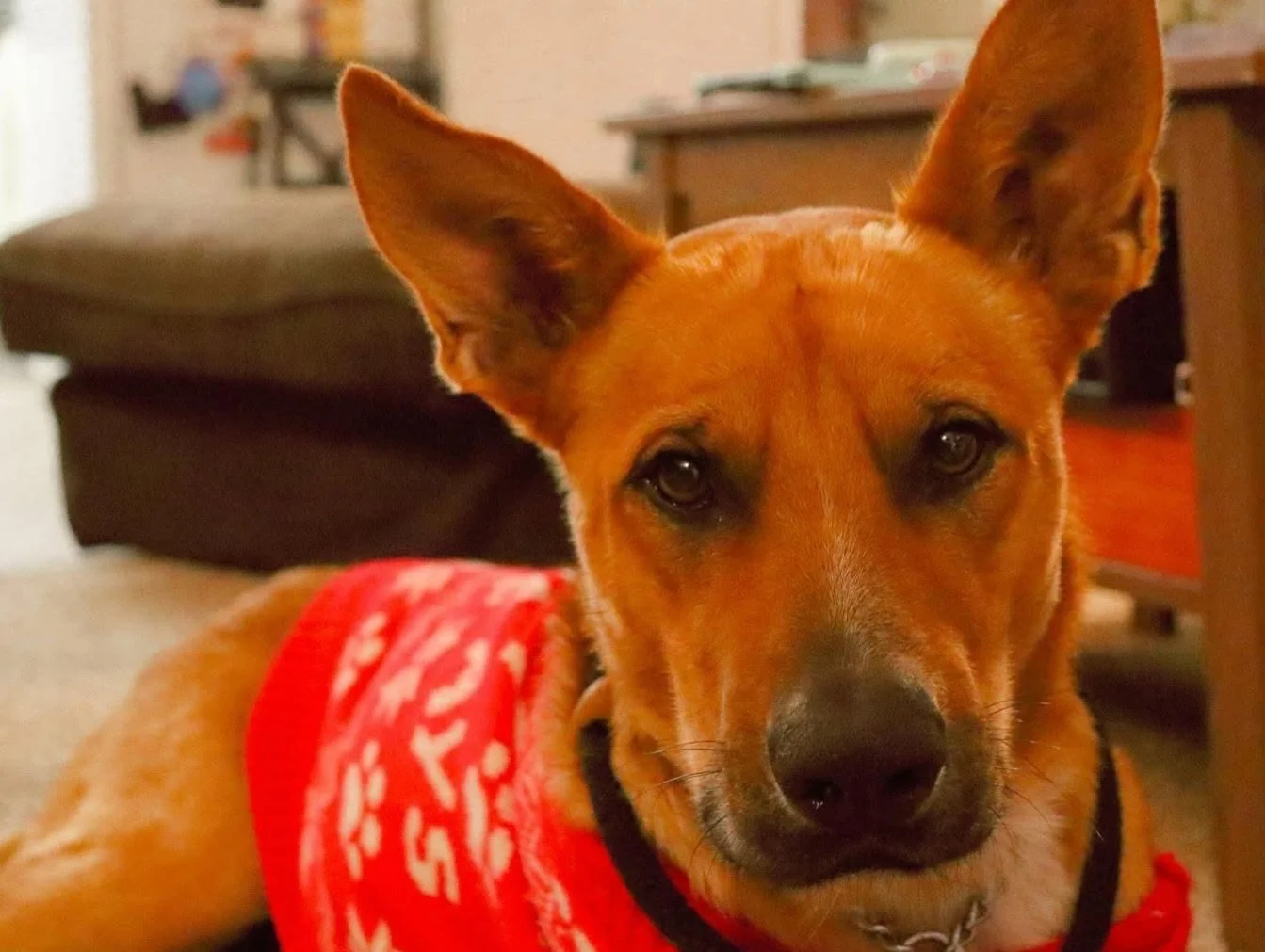 CHARLIE - AVAILABLE FOR ADOPTION/FOSTER TO ADOPT 

Charlie is a confident and friendly four-year-old German Shepherd mix who brings joy wherever he goes. At 64 pounds, he&rsquo;s a high-energy powerhouse who loves meeting new people, exploring new pl