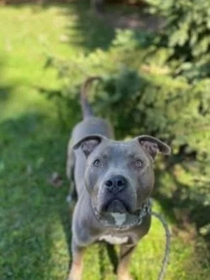 Titan &ndash; AVAILABLE FOR ADOPTION 

Say hello to Titan (aka T, T-Dog, T-Dot, or T-Man)  a 2&ndash;3-year-old American Bulldog mix weighing around 30 kg of pure love, silliness, and charm! Titan is the kind of dog who fills every room with laughter