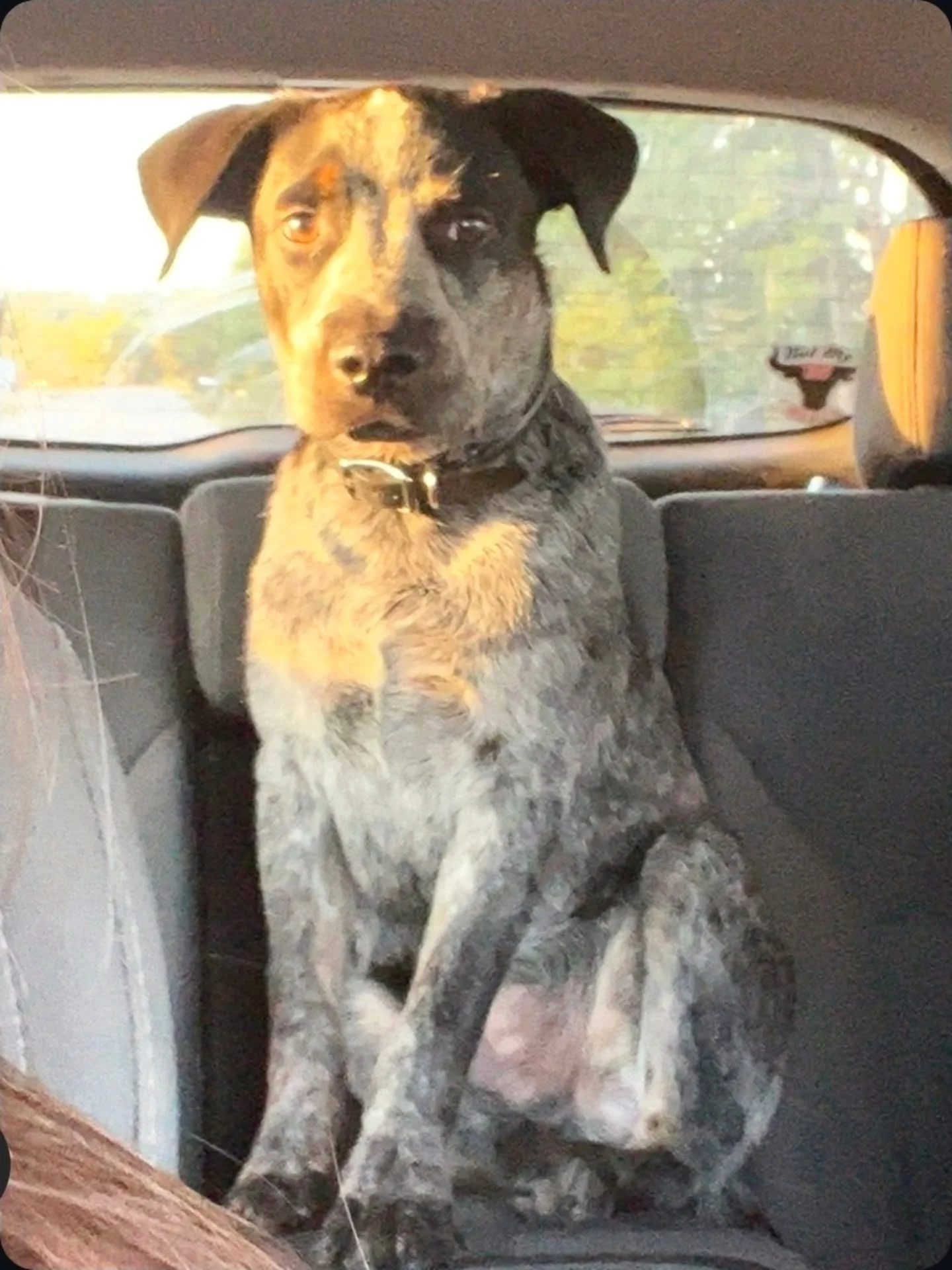 WALTER - FOSTER NEEDED/ FOSTER TO ADOPT

Walter is officially ready for his forever home, and he truly deserves nothing but the very best. He has done absolutely nothing wrong - he simply needed help. Walter was found living in a drainage ditch besid