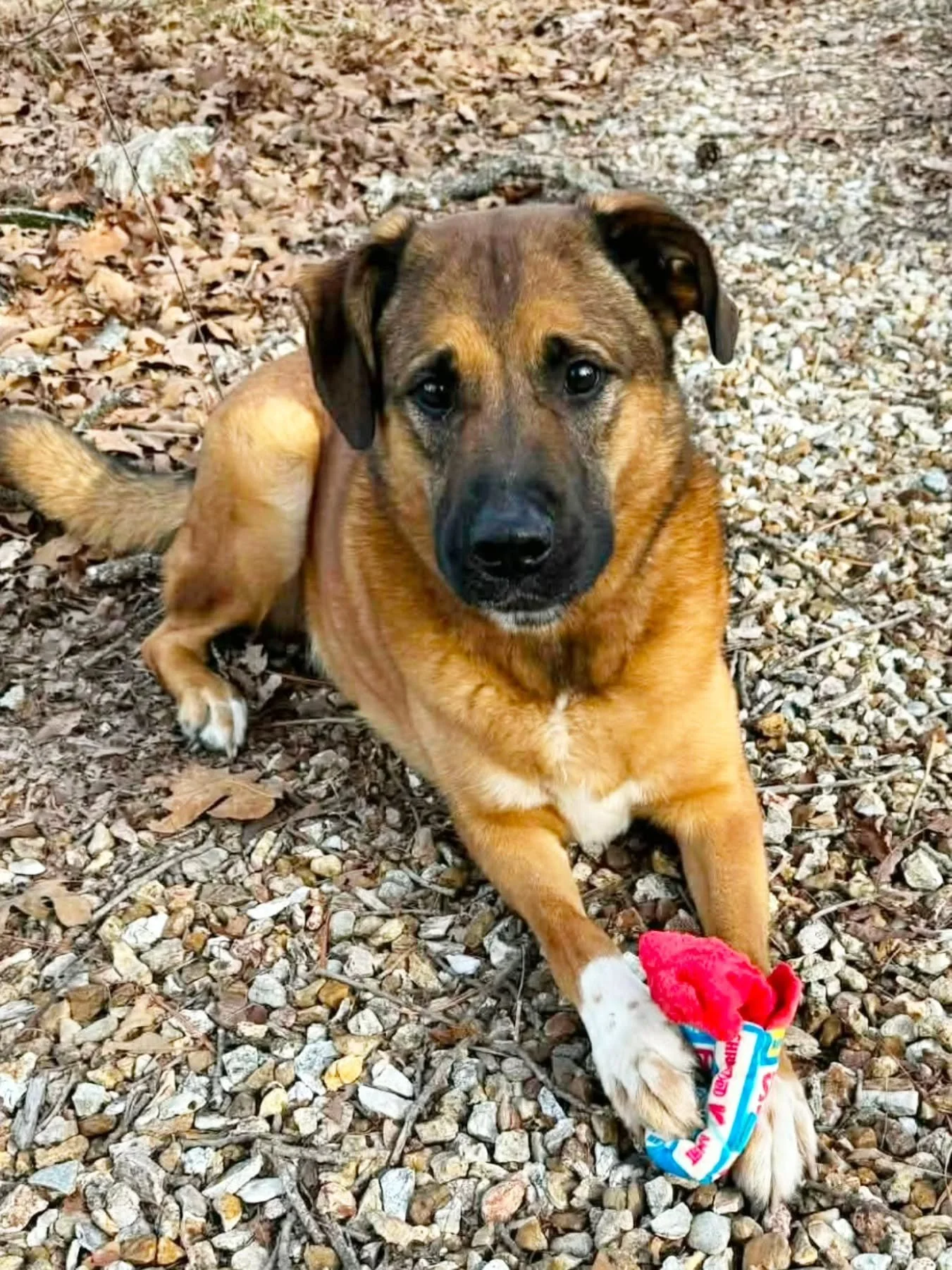 MAX - FOSTER NEEDED/FOSTER TO ADOPT 
📅 January 16th 2026

Max is a 4-year-old, 65 lb Shepherd mix with a loving heart and a well-rounded temperament. Max truly loves humans and does well with women and men alike. He is good with calm dogs, respectfu