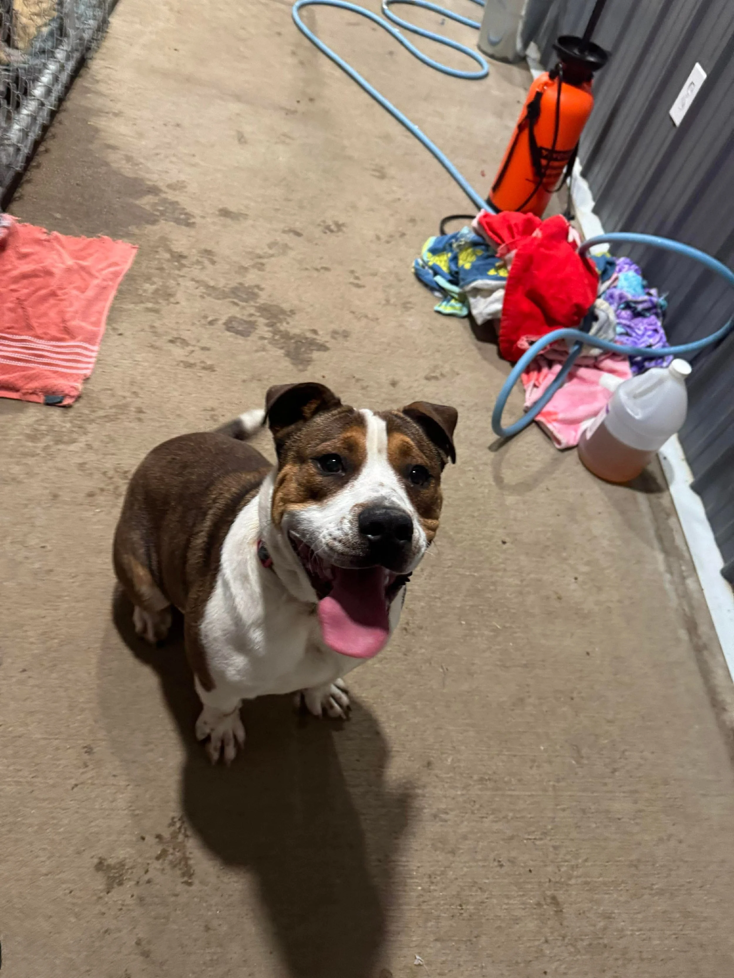 rufus (2).jpeg