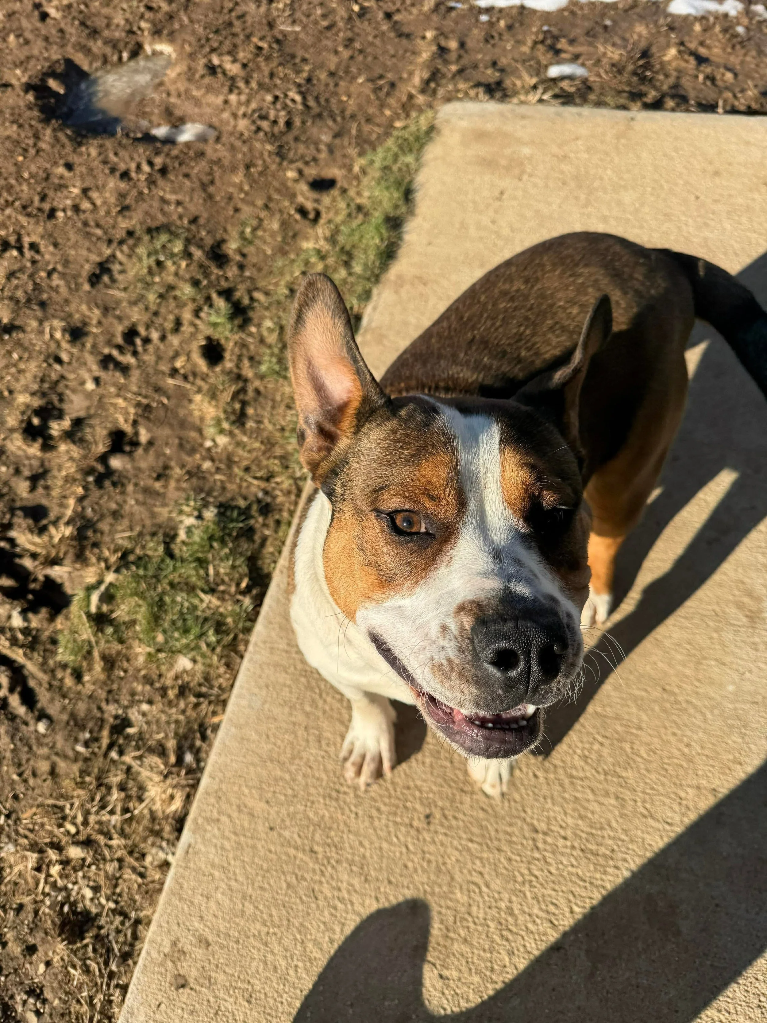rufus.jpeg