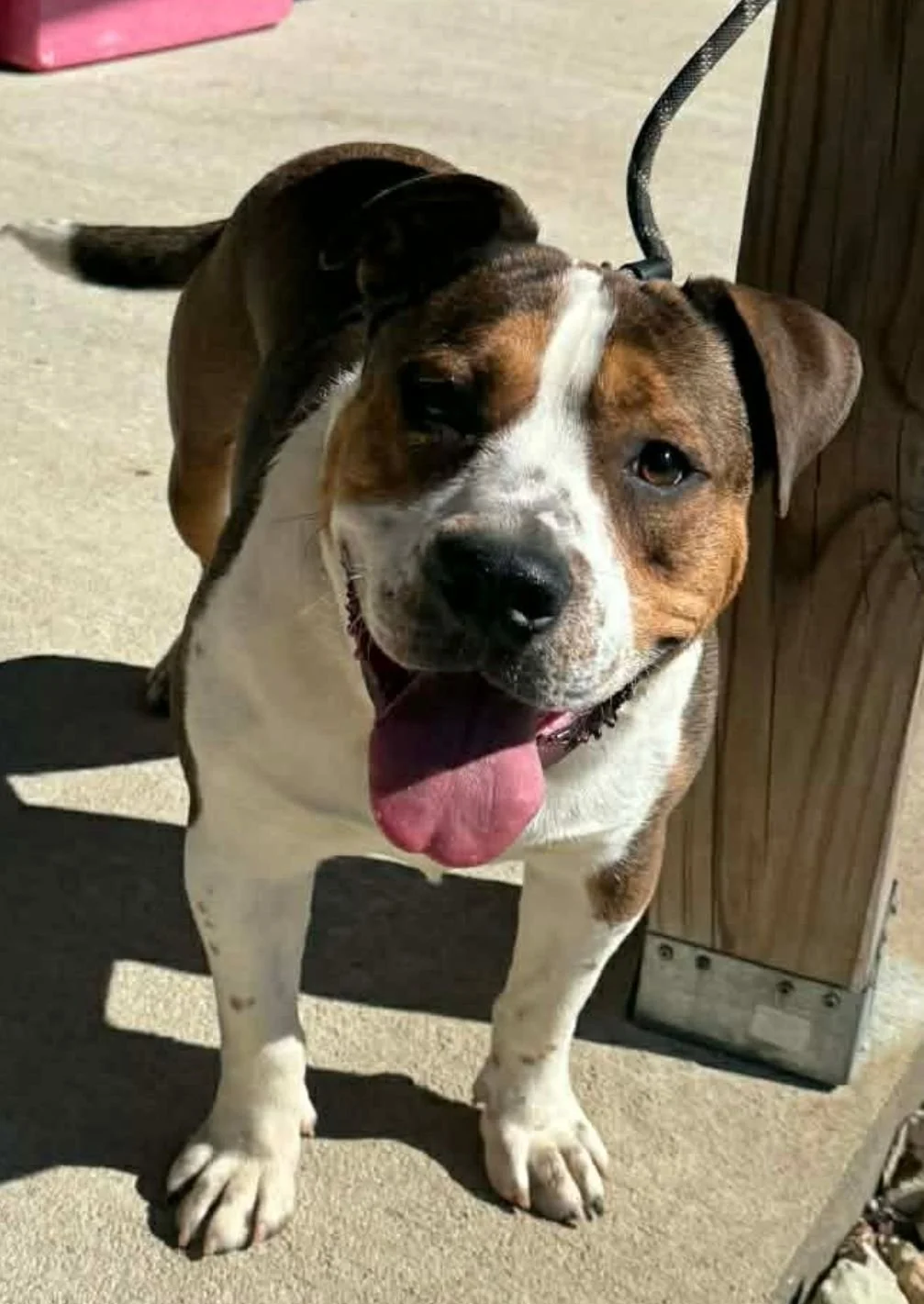 rufus3.jpg