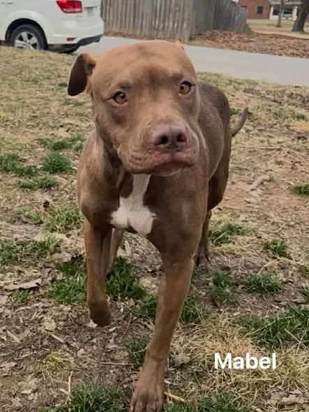 mabel.jpg