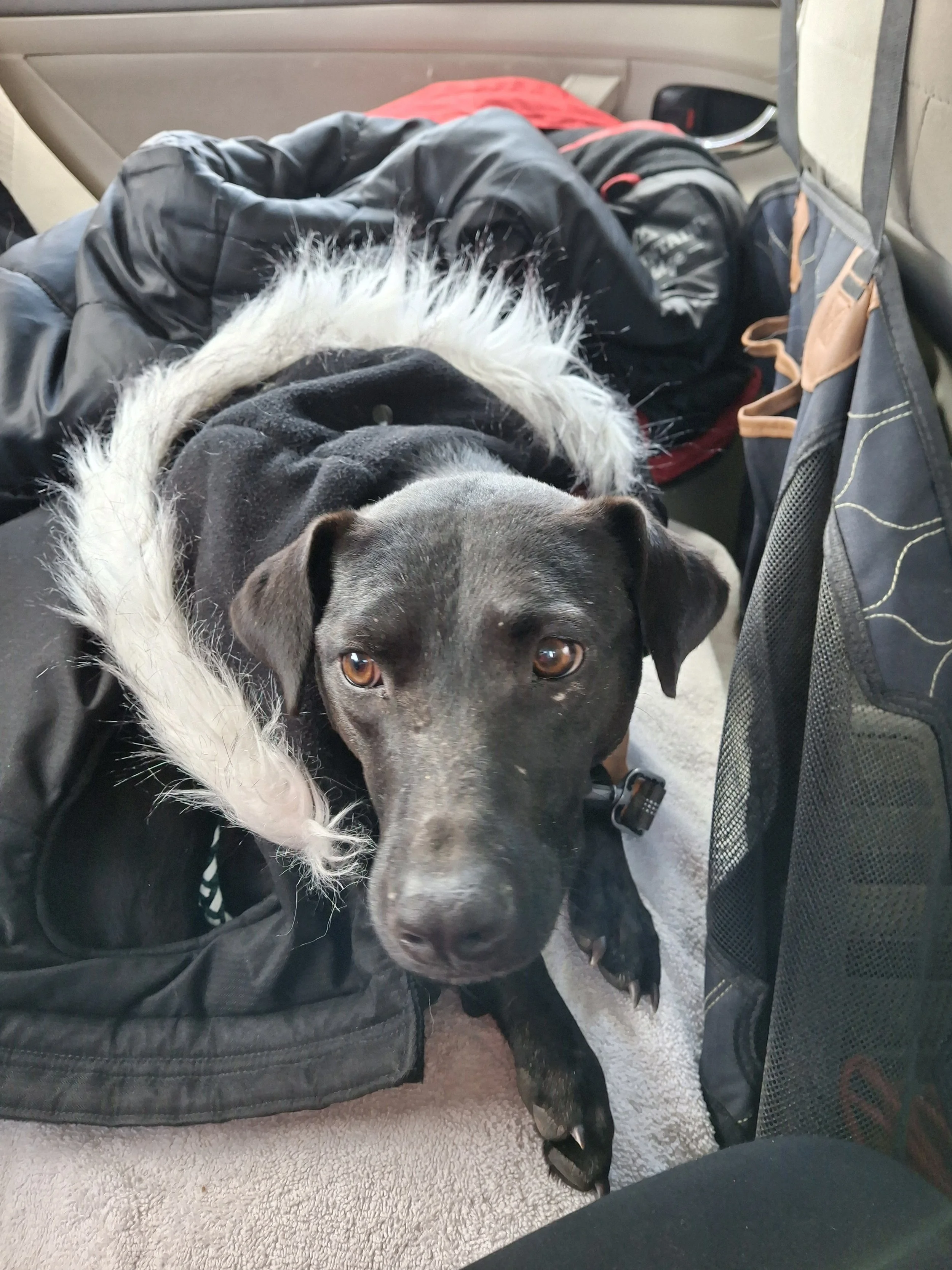 Nikki pic 7 for DSR.jpg