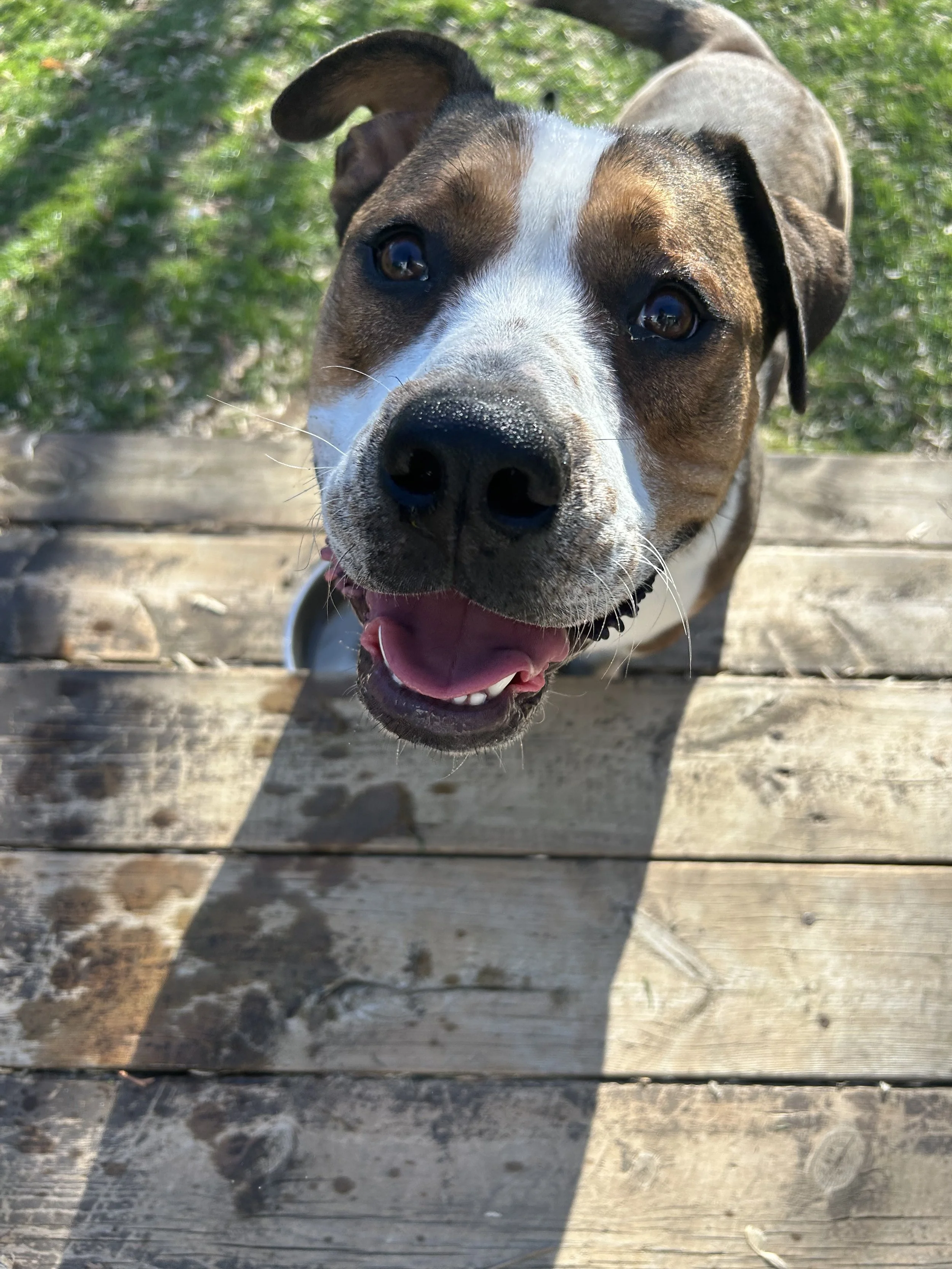 rufus1.jpeg