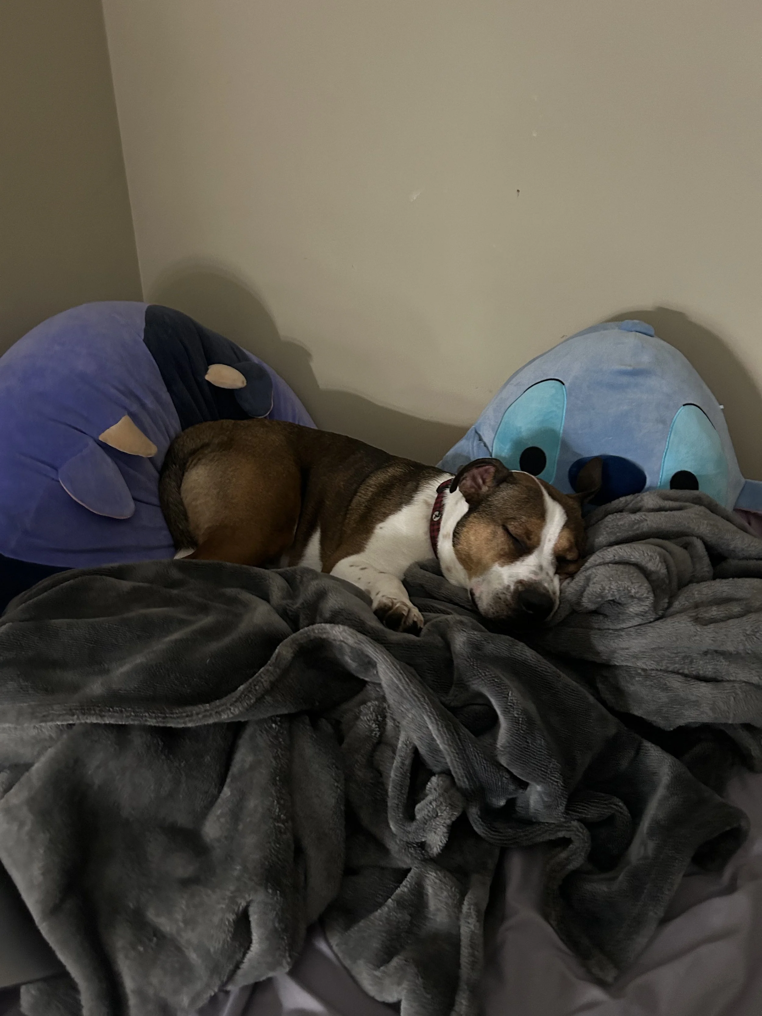 rufus3.jpeg