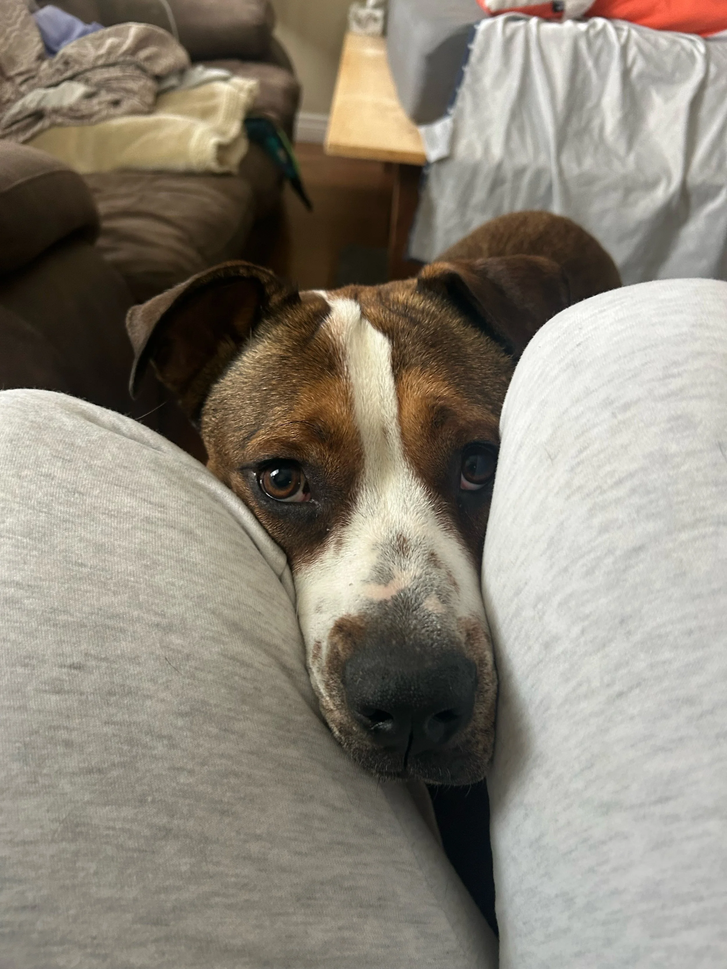 rufus4.jpeg