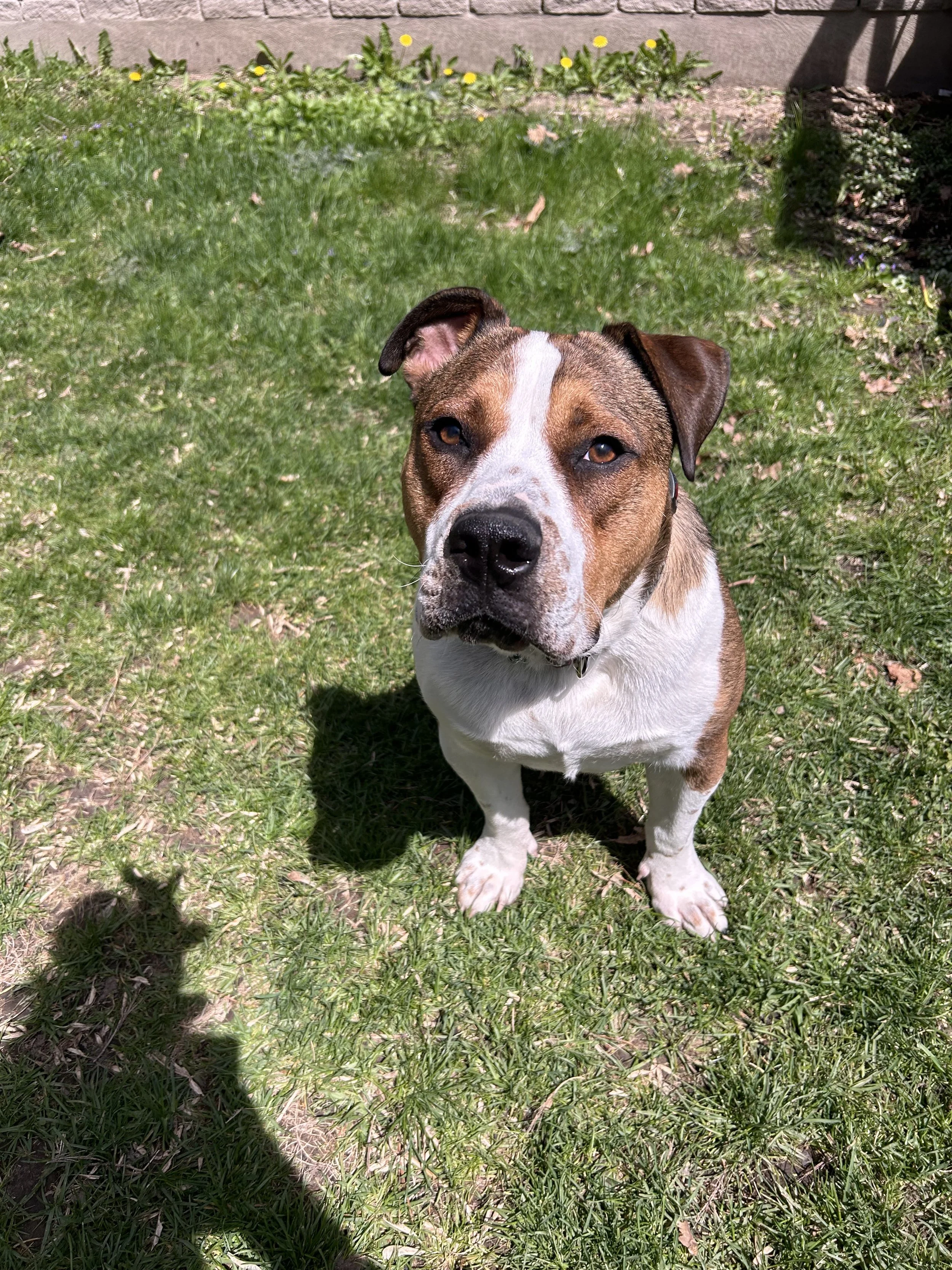 rufus5.jpeg