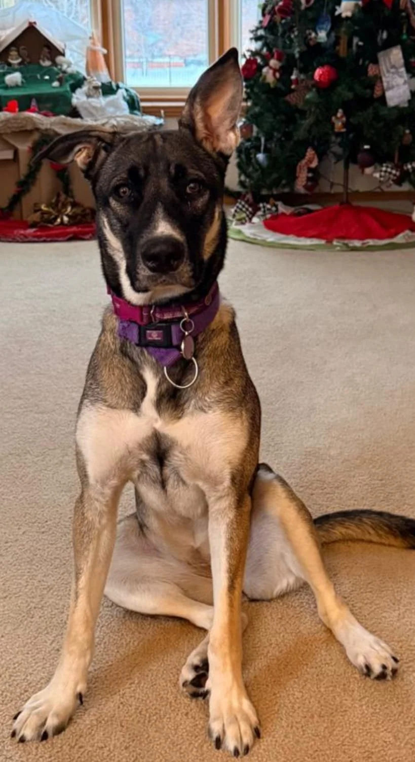 pepper