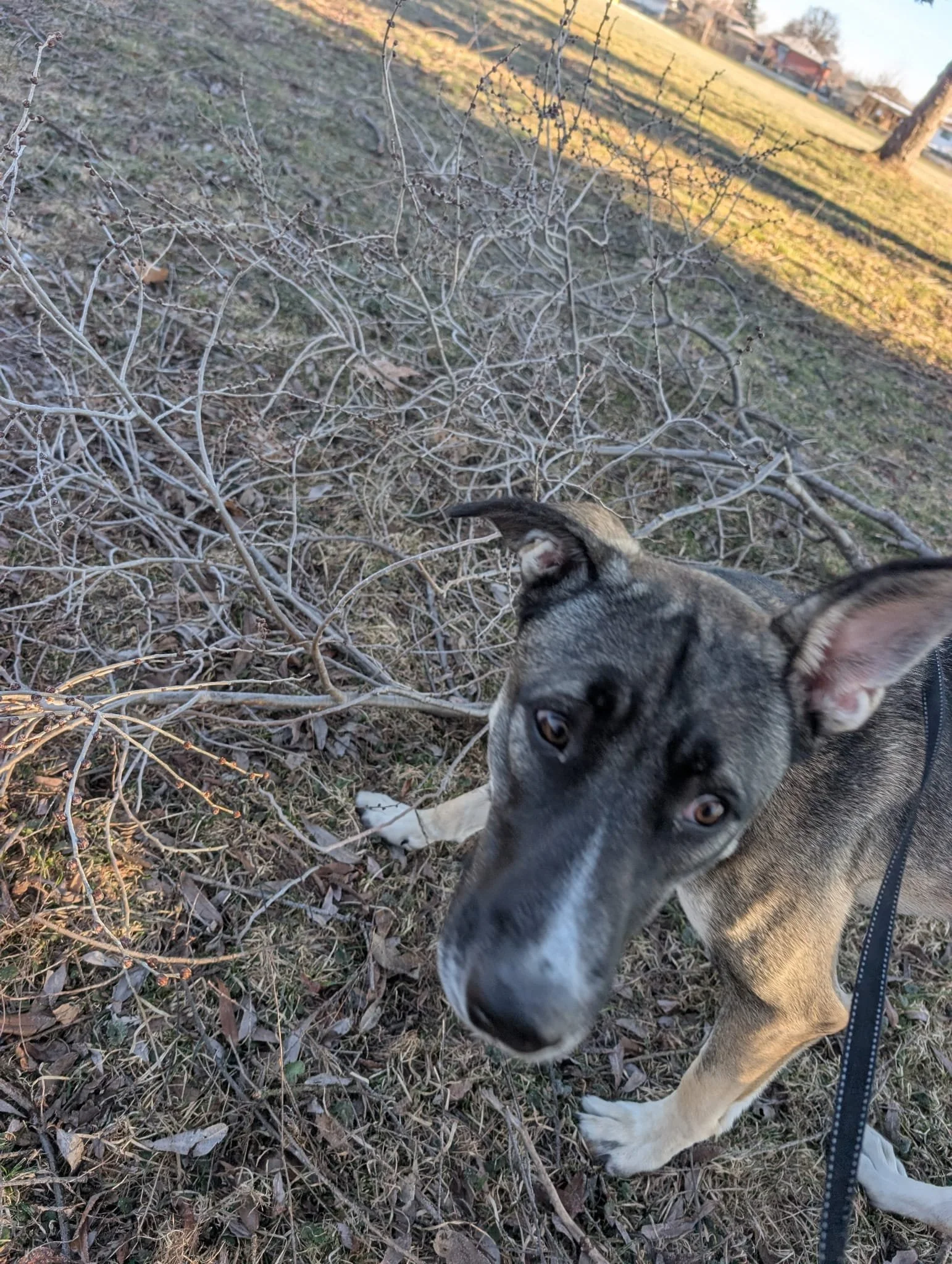 pepper2.jpeg