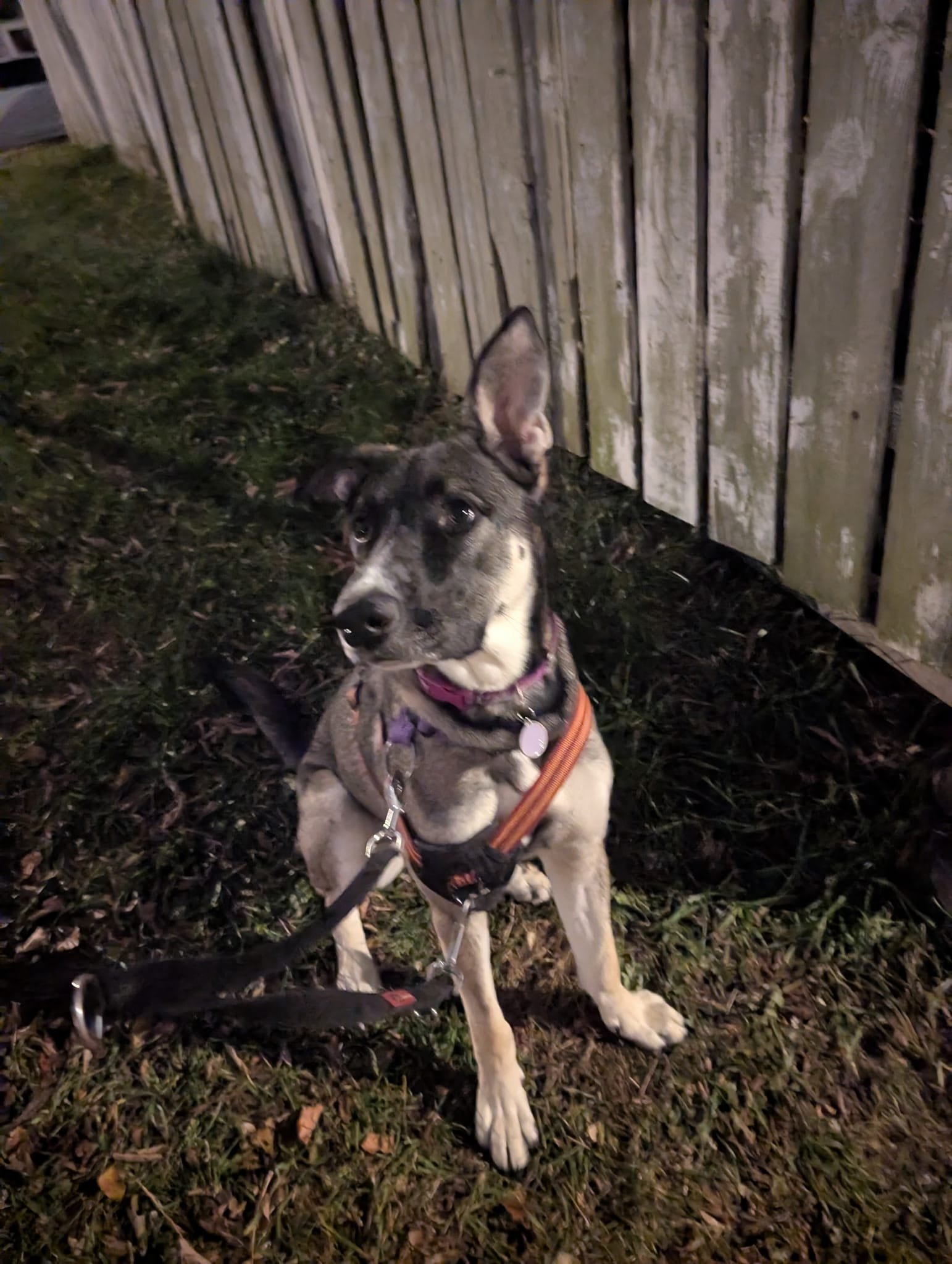 pepper3.jpeg