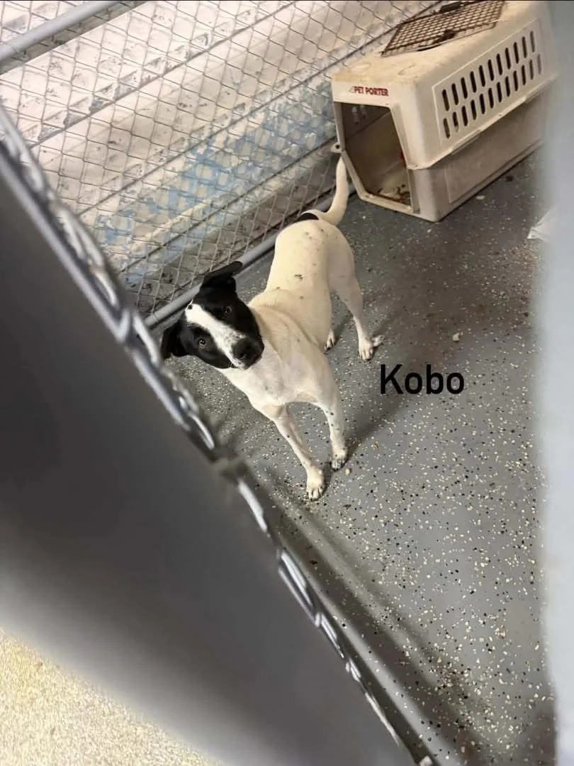 kobo