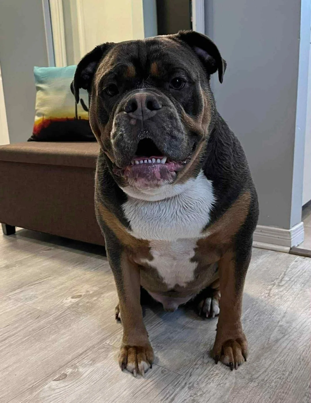 dozer.jpeg