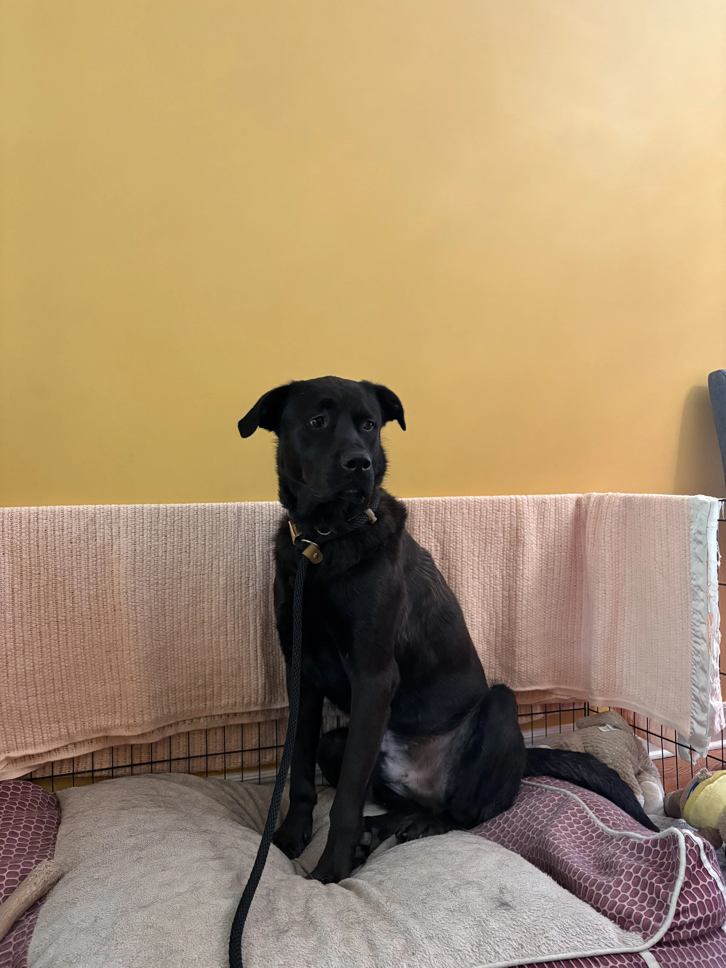 charlie (2).jpeg