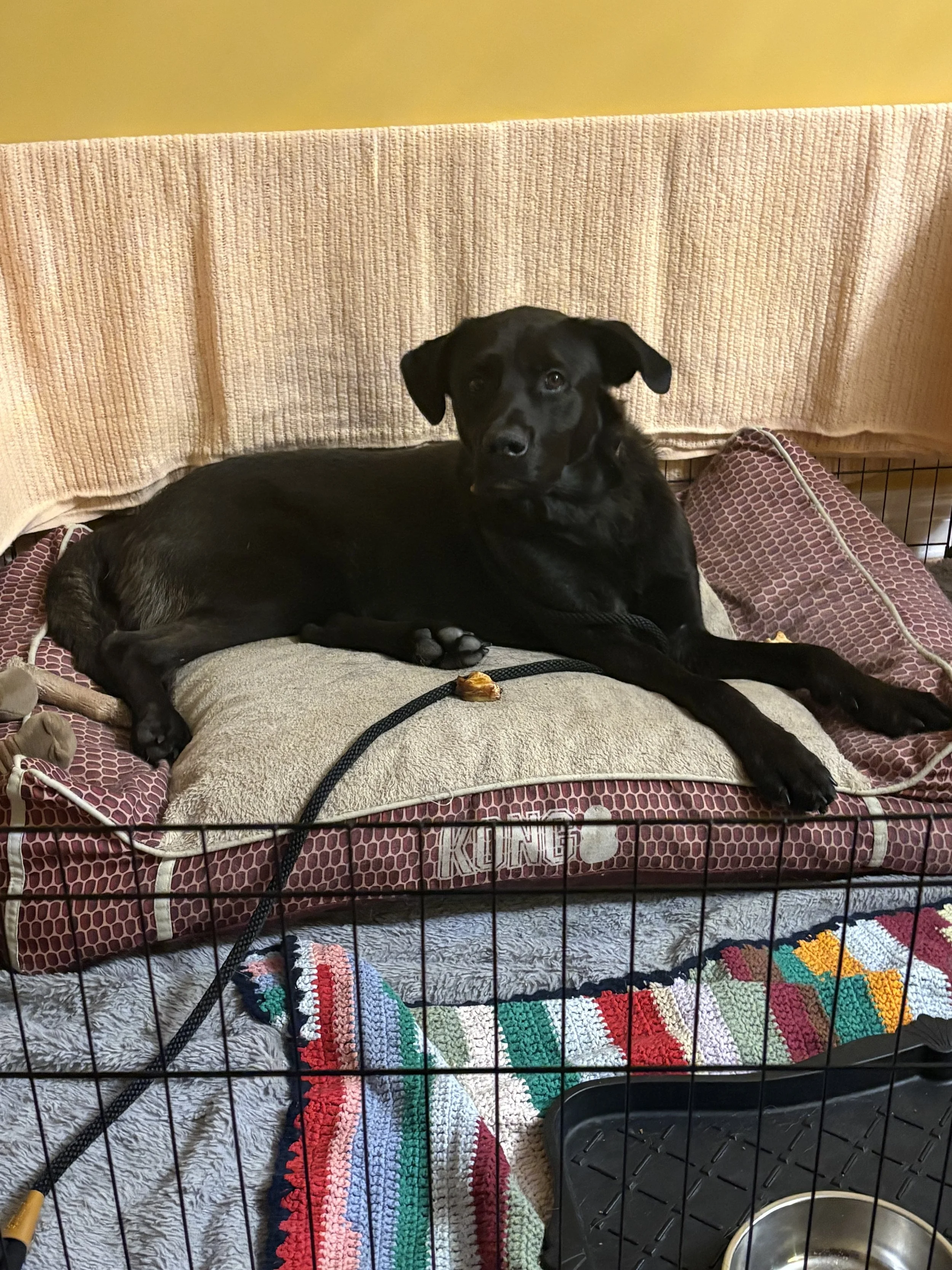 charlie (3).jpeg