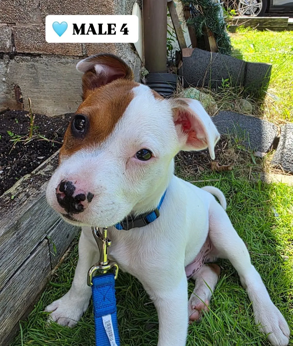 puppy2.jpg