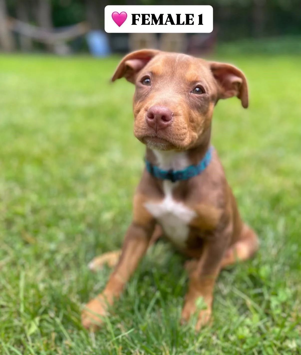 puppy3.jpg