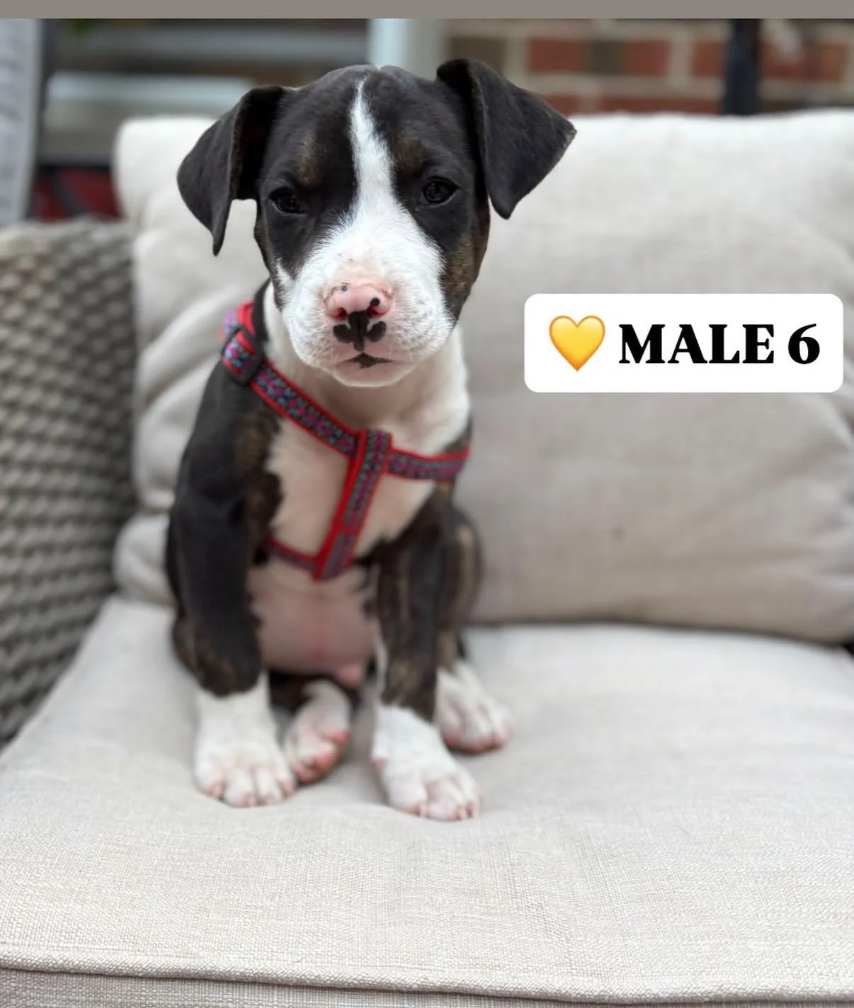 puppy4.jpg