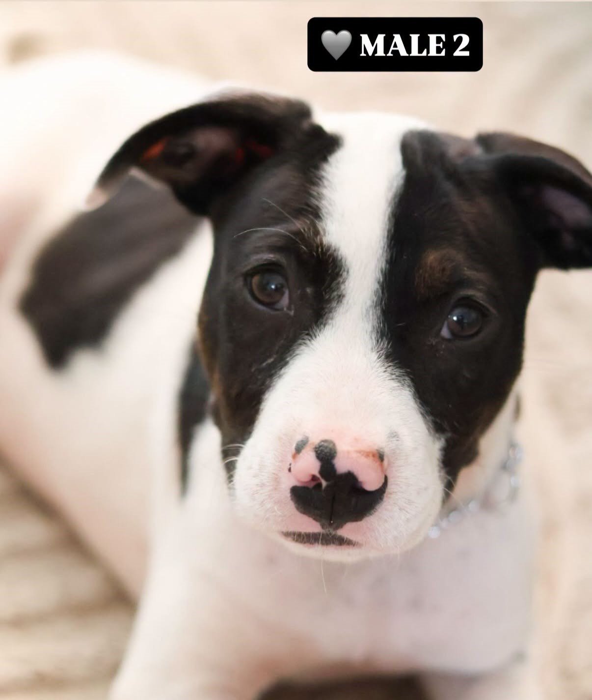 puppy5.jpg