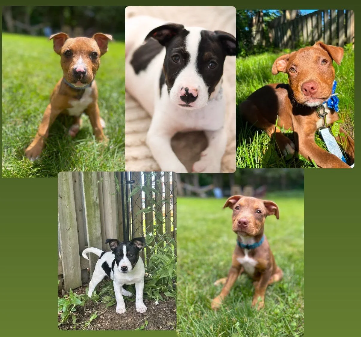 puppy6.jpg