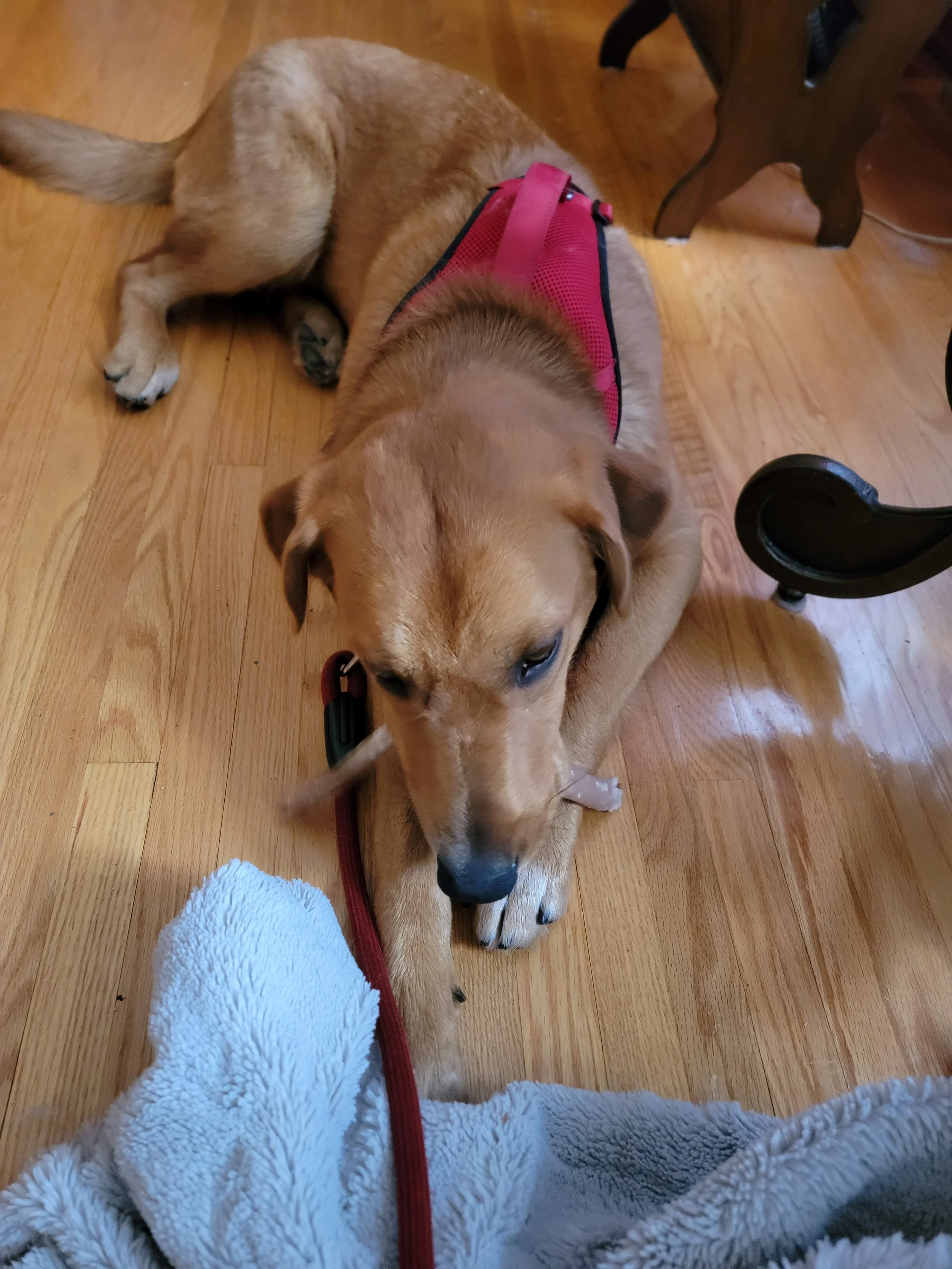 archie (3).jpg