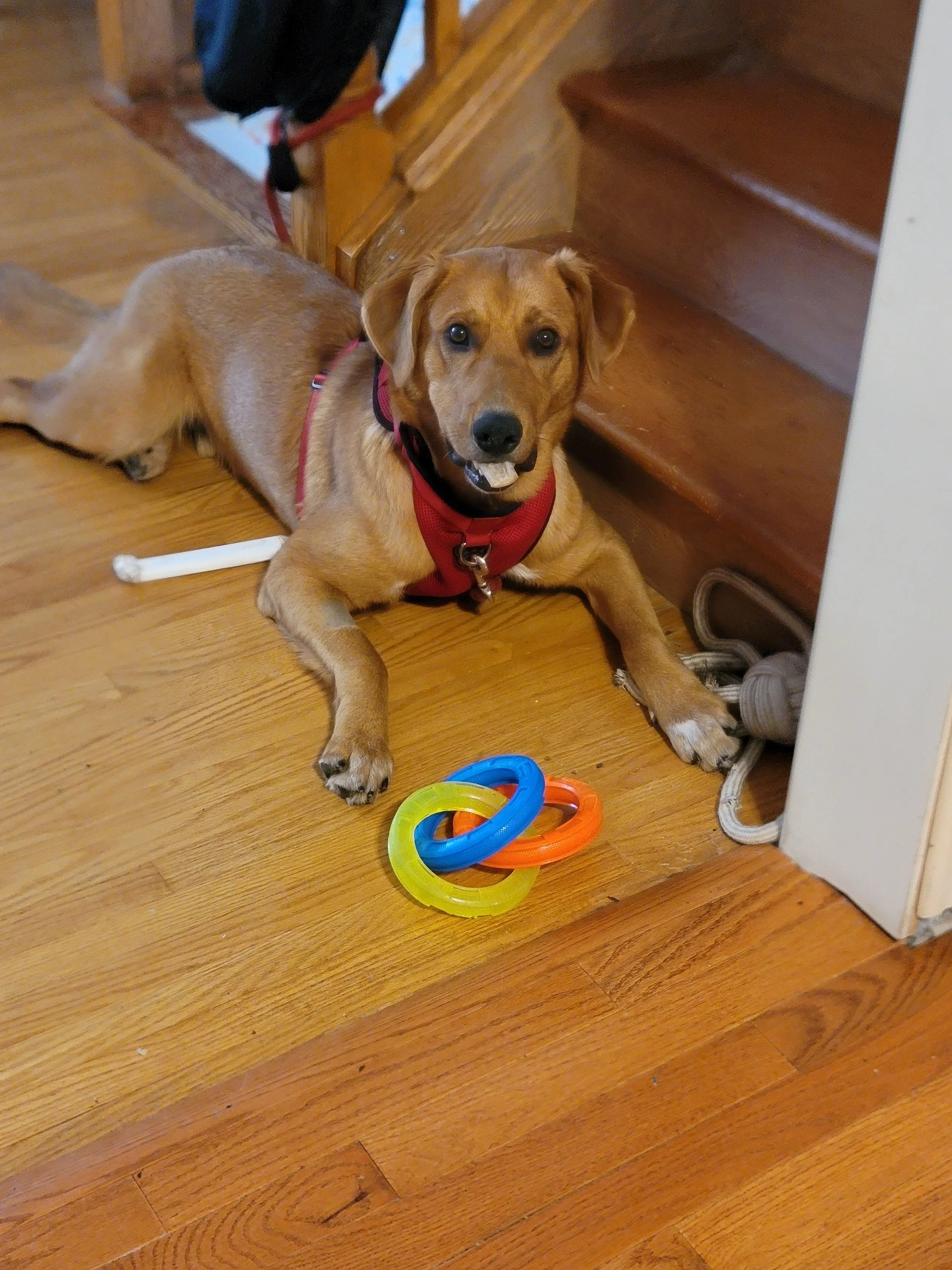 archie (2).jpg