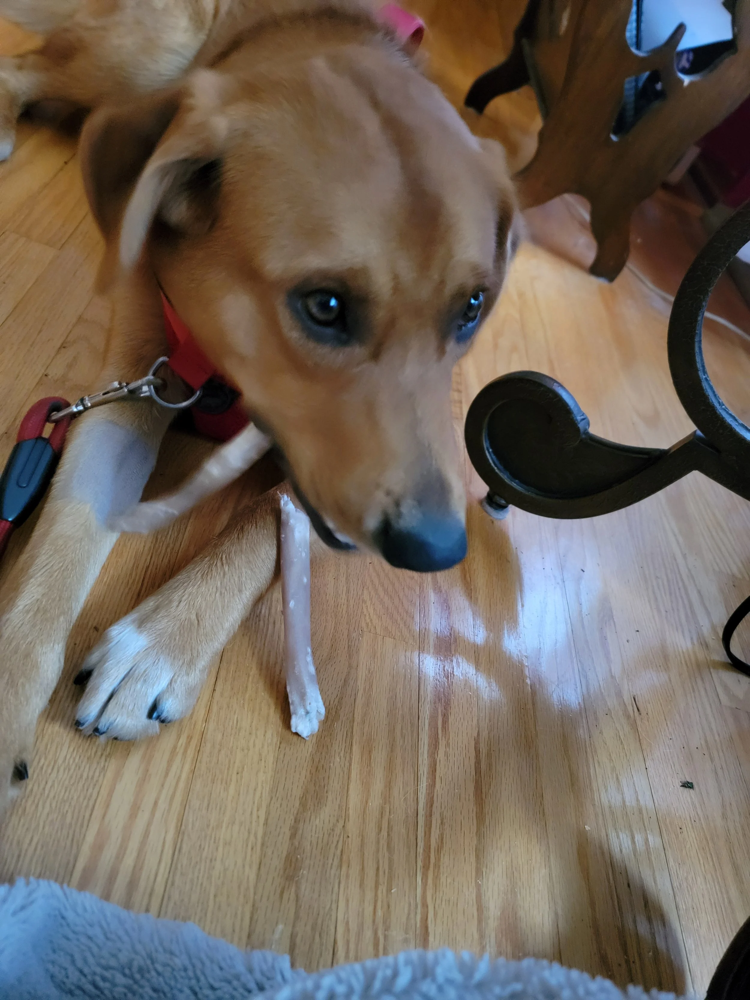archie.jpg