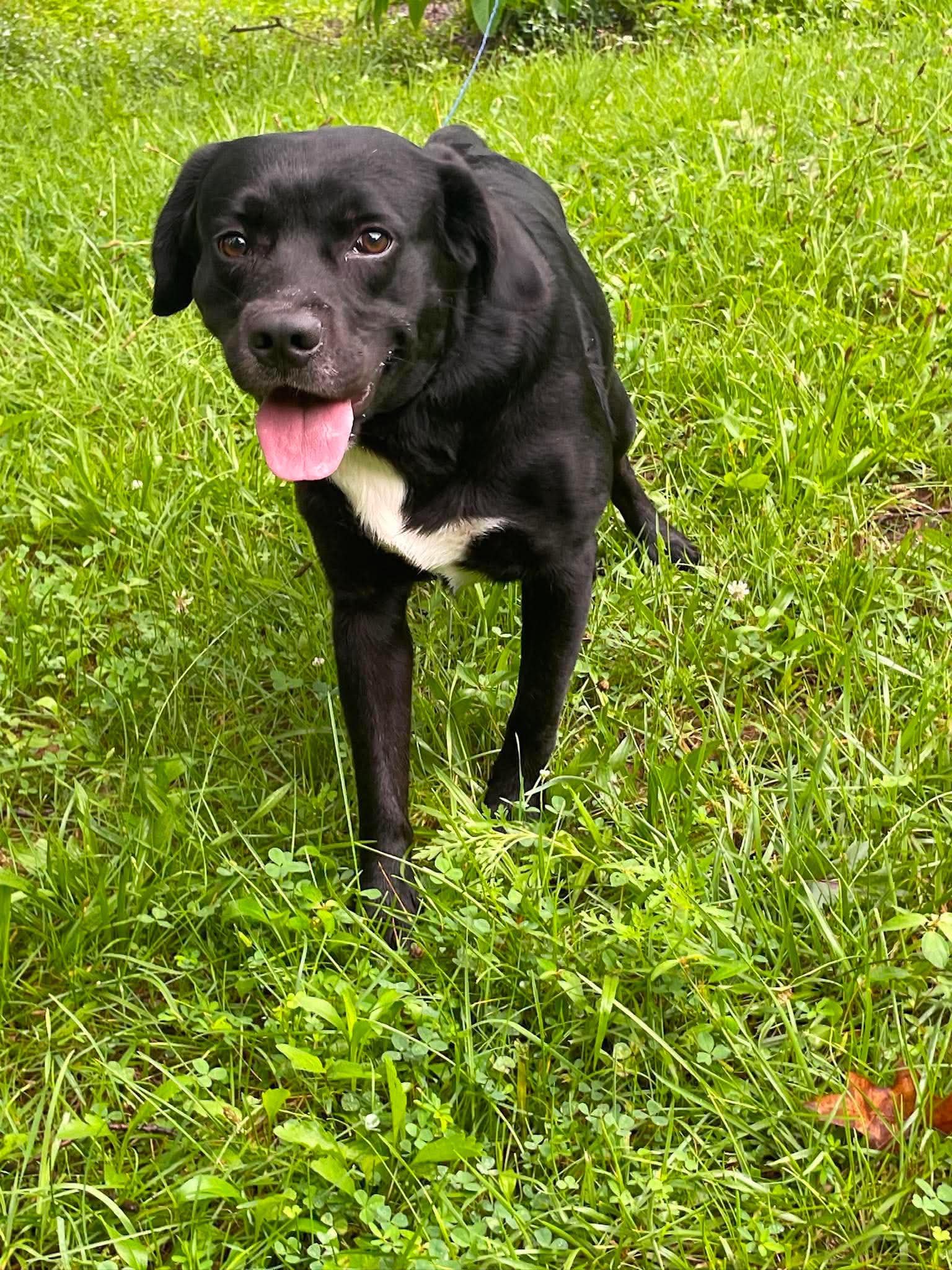 bubba