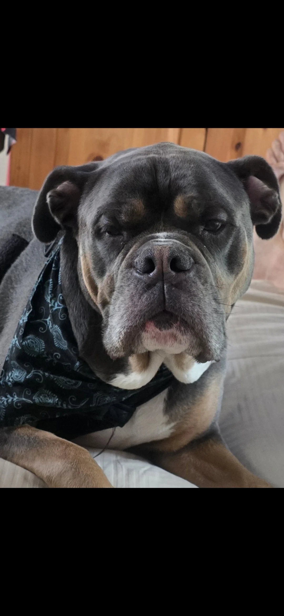 dozer.jpg