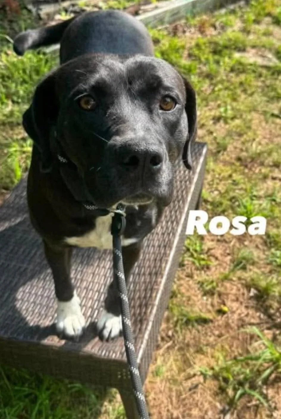Rosa
