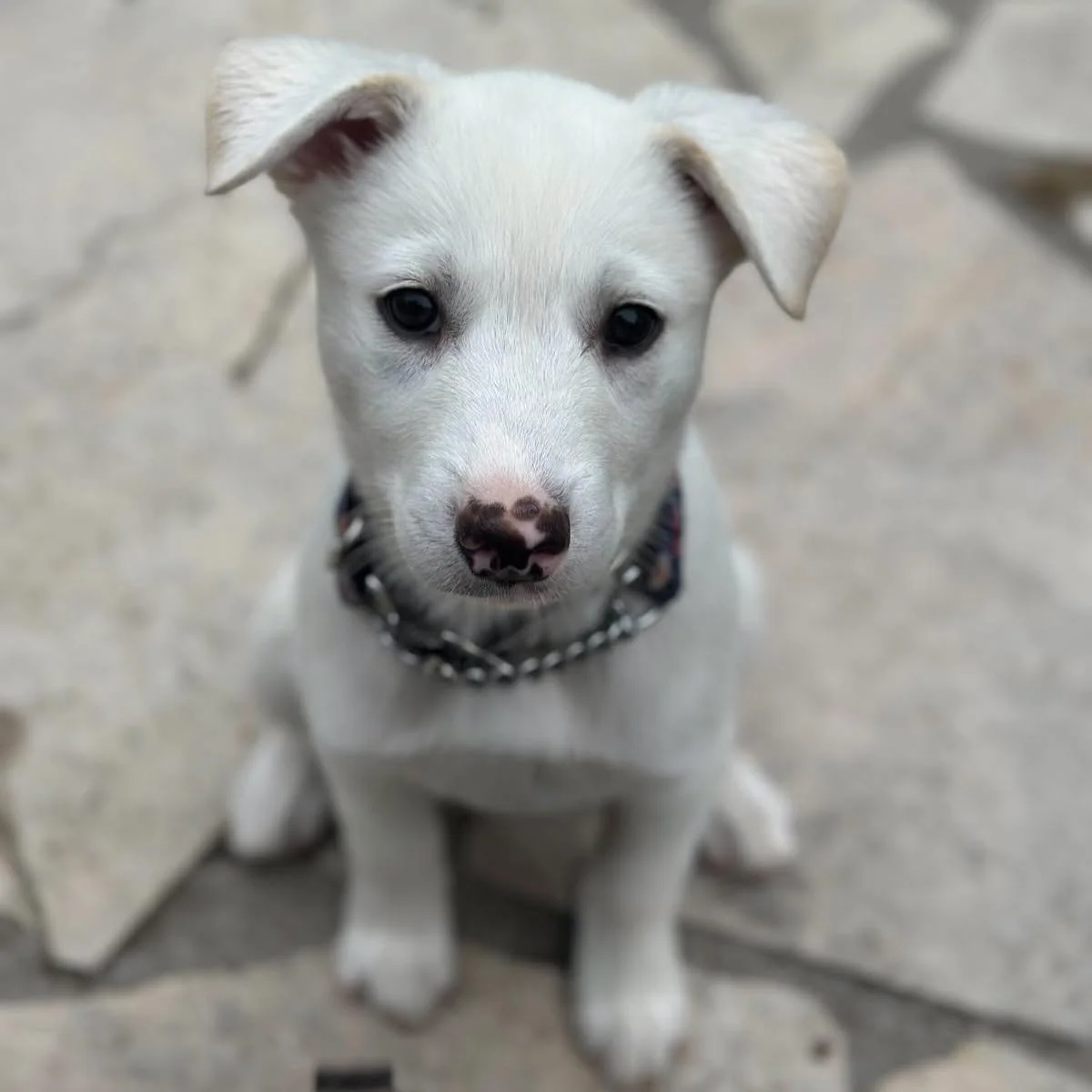 puppies4.jpeg