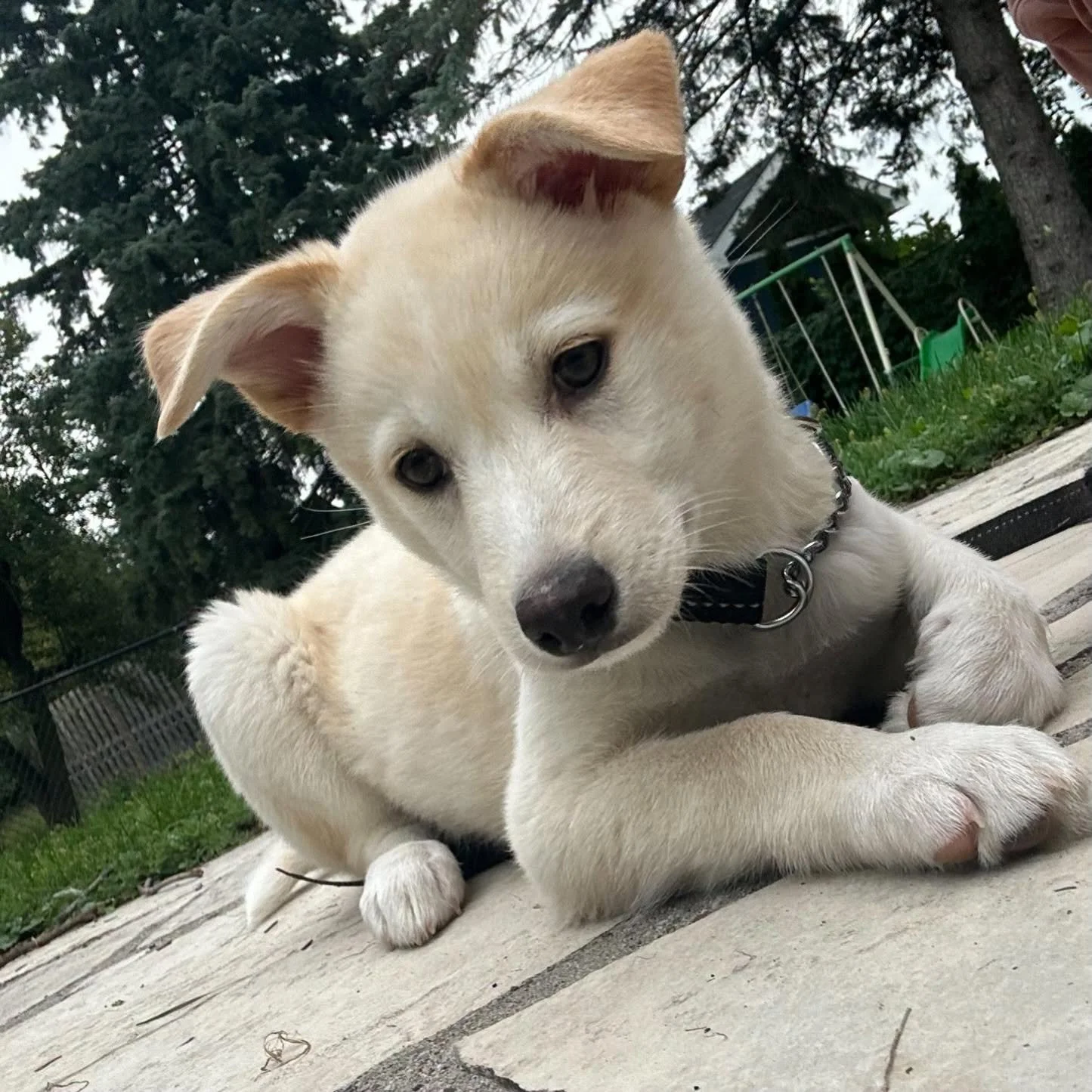 puppies3.jpeg