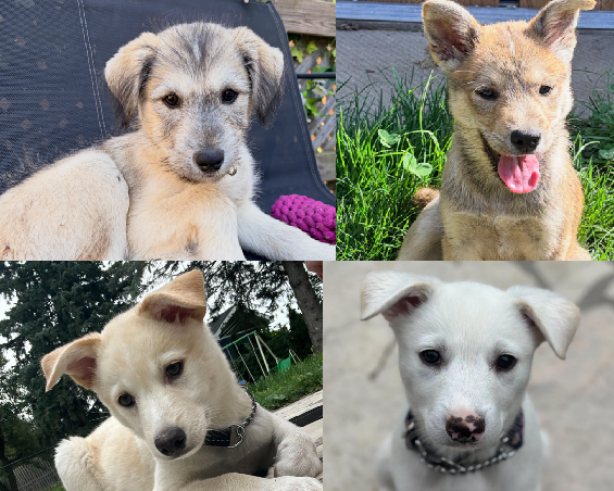 puppies