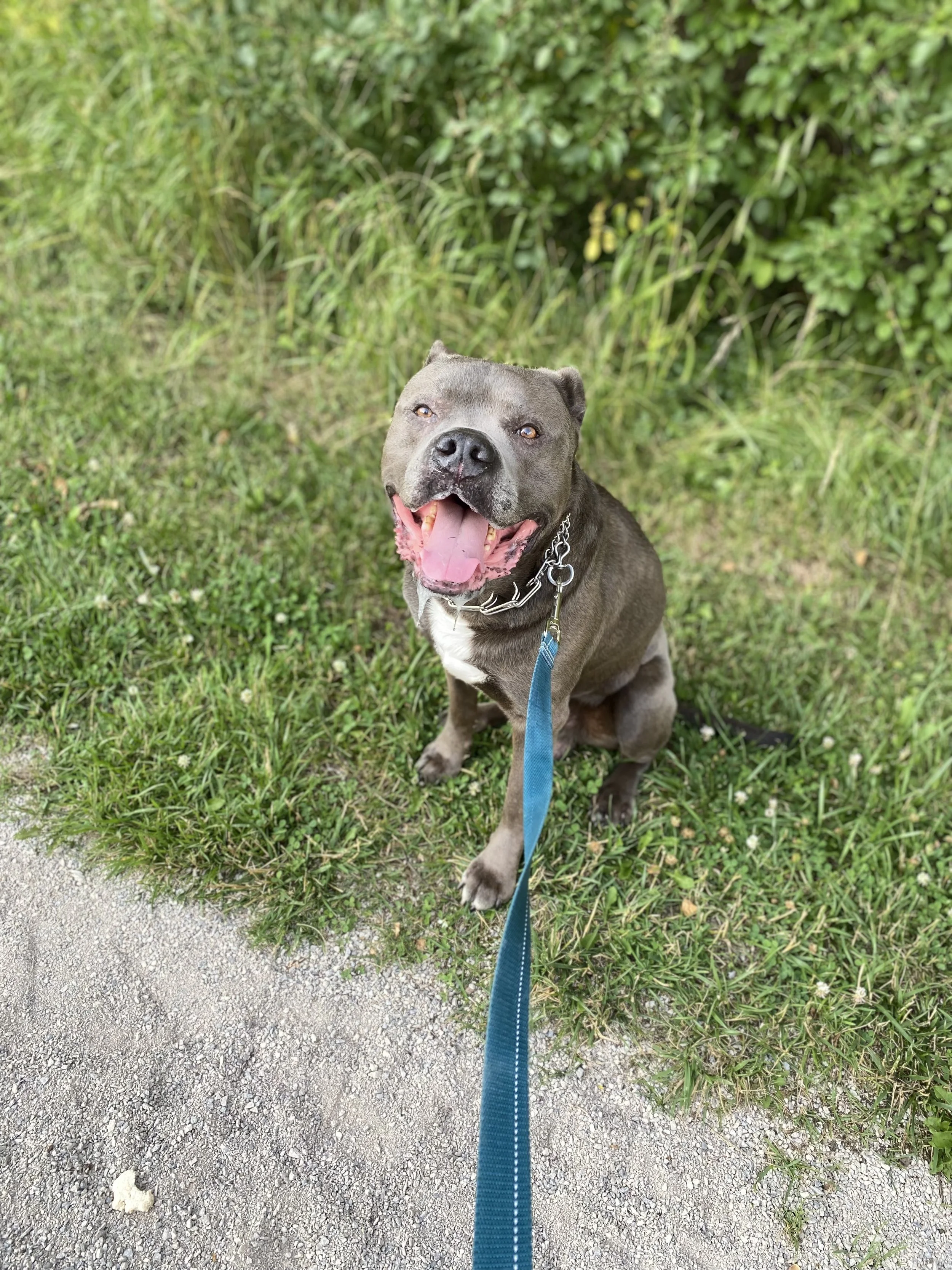 Puppy sitting on grass with leash in yard.