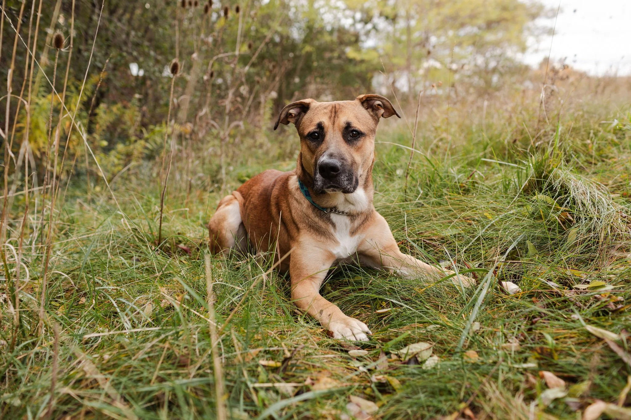 The Dog Rescue Society | Rescue, Adopt & Foster Dogs in Need