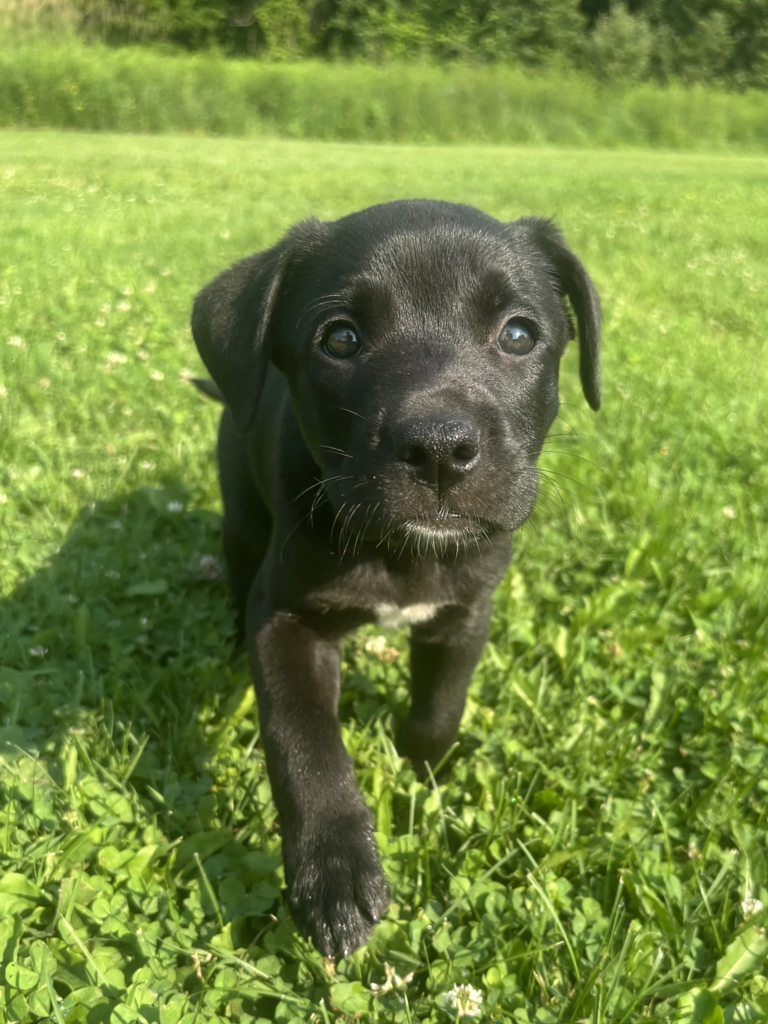 Close-up of a black dog on a leash standing on snow.