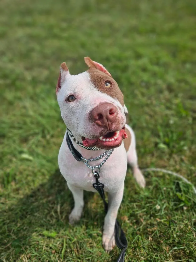 The Dog Rescue Society | Rescue, Adopt & Foster Dogs in Need