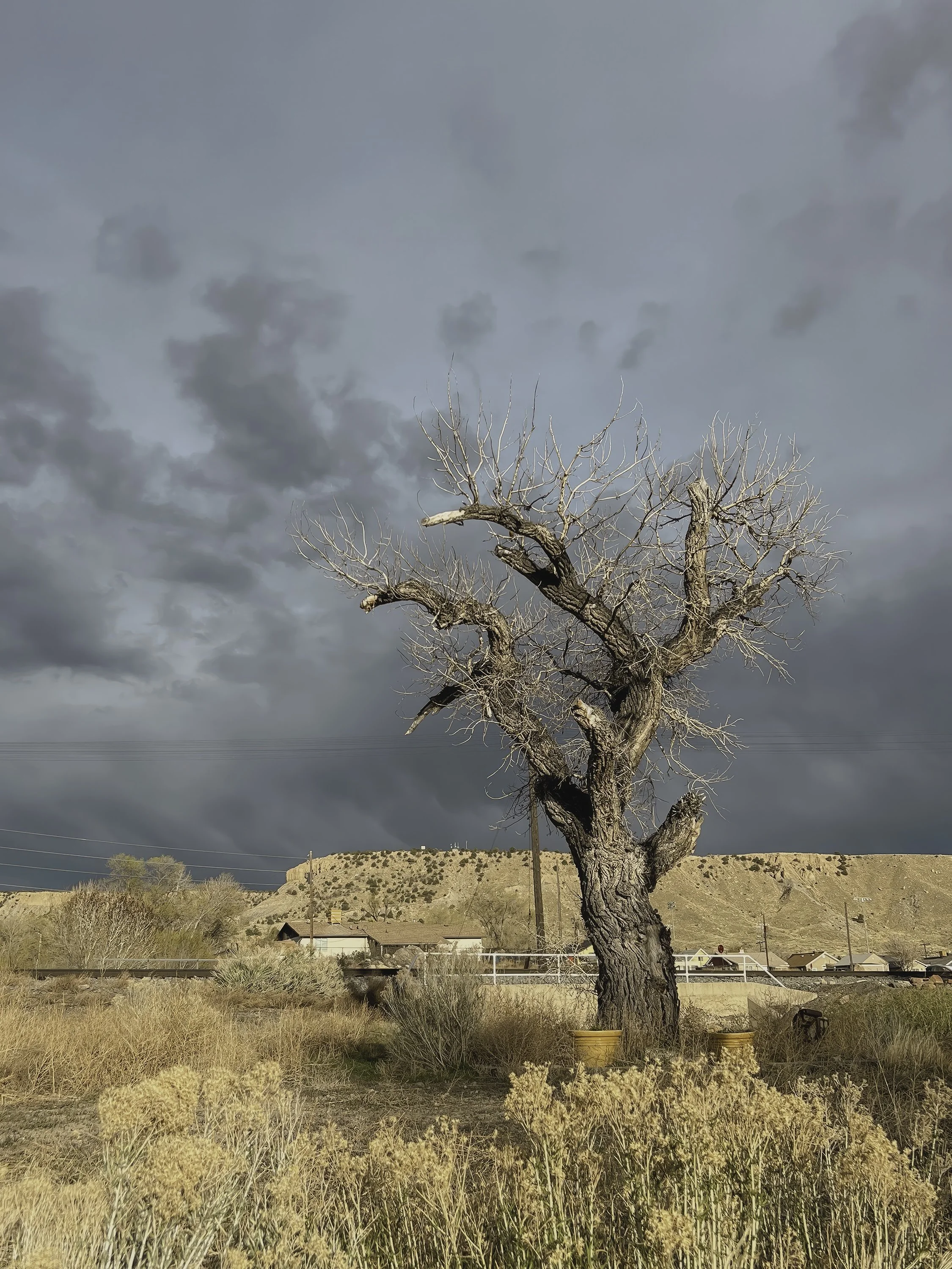 kper24_Kevin Perry_Cottonwood_40 x 30 in..jpg