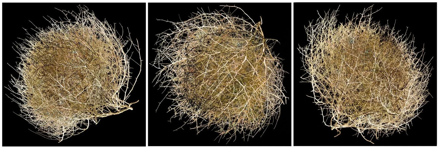 Mikel Covey | Tumbleweed Triptych, 2017 | archival pigment print | 20.5 x 20.5 in. each | Please contact gallery for pricing.