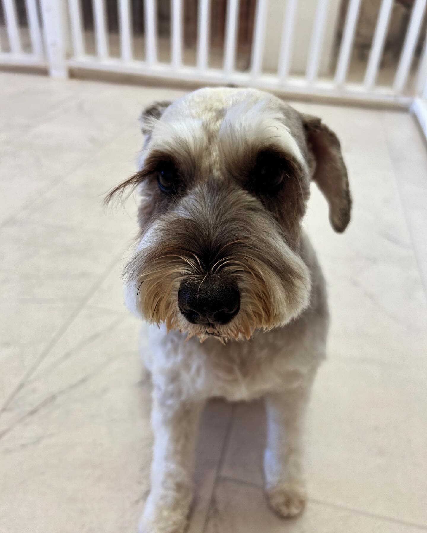 Toto with her fresh haircut! #doggrooming #minischnauzer